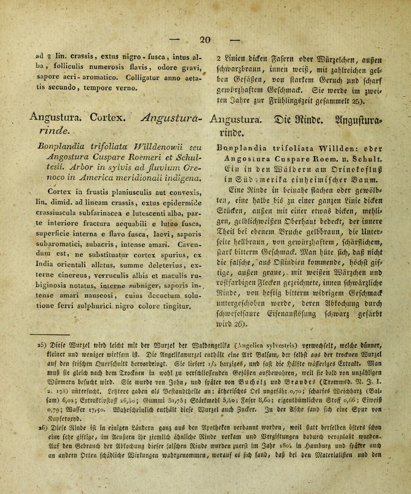 ad 2 lin. crassis , extus nigro - fusca , intus al- ba , folliculis numerosis llavis, odore gravi, sapore acn- aromatico. Colligatur anno aeta- lis secundo, tempore verno, ' \ Angustura. Cortex. AngusturCi- rincle. Bonplandia trifoliata Willdenowii seu Angostura Cuspare Roemeri et Sckul- tesii. Arbor in sylvis ad jluvium Gre- noco in America meridionaii indigena♦ ' / Cortex in frustis planiusculis ant convexis, lin. dimid. ad lineam crassis, extus epidermide crassiuscula subfarinacea e lulescenti alba, par- te interiore fractura aequabili e luteo fusca, superficie interna e flavo fusca, laevi, saporis subaromatici, subacris, intense amari. Caven- dum est, ne substituatur cortex spurius, ex India orientali allctus, summe deleterius, ex- terne cinereus, verruculis albis et maculis ru- biginosis notatus, interne subniger, saporis in-, tense amari nauseosi, cuius dccoctum solu- tione ferri sulpburici nigro colore tingitur. 2 friiien btcfeit %a\etn eber 9Btir$eld)en, euiflett fdj&arjbraun, imtett lncifj, nut galjlretcfjen gel* ben @efa£eit, bon ftarfcm ©erttd) jtnb fdjarf gemiu^aftent ©efdpnncf. ®te roerbe tin jmeo ten Saf)re jur g-rufyltnggsett gcfammelt 25). Angustura. £ue 0?tnfce. rtnbe. Bonplandia trifoliata Willden: ober Angostura Cuspare Roera, u. Schult. @in in belt SOBdlbent ant SDrinefoflug tit ©itb4merifa cutljetnttfdjer S3attnt. Grine 9iiube tit bctiiafyc fladjeit ober gctncdb* ten, etite l)albe big 511 enter gaitjett Stttte btden ©tiicfeit, mtpeit nttt enter etiraS bitfen, inel)li# gcit, gdbfidjtveigeit Dberljaut bcbctft, ber innere 5^I)etf bet ebencnt 23ntdie gelbbrauit, bte Unter* fetie fjeltbraun, turn gcmurgijaftem, fdjcirfUdjem, ftarf bitternt ©efdpnacf. SDtan l)iite ftd), baf? nidjt bte faifd)e/au3 Dfltitbieit fotitiiteitbe, gtf* Hgc, augeit graitc, mit nmjscit 2Bdrjd)cit unb rofffarbtgeit gfccfett gc$ctd)ncte, iittten fd)tvdr$ltd)e 9fhtbe, »oit fyefttg bitternt ttnbrigent ©efcfymacf untergefcfyot-eit tncrbc, bcrcn 2lbfod)ttitg bttrd) fd)ivcfclfaure @ifcnauflbfung fd;tt>«rj gefdrbt inirb 26). 25) Siefe QBurjel n>tr& letcbt ltiit ber SBurjel ber ffialbangelifa (Angelica sylvcstris) verroecbfclt, roeldie bunner, flciner unb roeniger wirtfam i(l. Sie Slngeltfanntrjel entbdlt cine 2lrt IBalfaitt/ ber felbft aud ber trocfnen SBurjel auf bett fvifcben Cnevfdinttt bcroorbringt. @ie liefert 1/4 bargiged, unb faft bie ipdlfte todfferiged Srtraff. 9)ian mujt fie gleidj nacb bent Srotfnen in tuobl gu ocrfdjlicffenben ©efajjen aufberoobren, well fie balb ooit unjdfjltgeit QBurmcru befucbt ivirb. ©te nmrbe non 3oI>n/ unb fpdter non iBudjoli unb Sratibed (Irommeb. 3- I. 2. 138) unterfucbt. Severe gaben old 5BeftanbtI)cile on: dtberifdjed Cel ungefafor 0,70; fdiarfed 2Beicbf)arg (33aU fain) 6,02; Getraftinftoff 26,40; ©ummi 31,75; ©tdrfmebl 574o; Safer S/Co; eigentljumlidjen ©toff o,C6; Griroeip 0,79; 2Baffer 17,50. SGa&tfdietnlicb entbdlt btefe iffiurjel aucb gucfer. 3n ber 21fd>e fanb fid) etne ^iipferojcDb. , af>) 2Mefe Oiinbe tft in einigen fidnbcrn gaui aud ben SIpotfieFcn oerbannt worbeu, weil flatt berfelben ofterd fcbon eiut fc&r giftige, im Sleufiern i&r jtcmlid) dbnlidie Otiube oorfam unb iBergiftungen baburcb oeranIa§t nuirben. 2tuf ben ©ebraucb ber Slbfodiung biefer falfcben 9tiube nntrben juerft im 3af>r 1804 in ^omburg unb frdfer and) on anbern Orten fcbablic^e 2Birfuugen niabrgenommen, worauf ed ftcb font), bap bet ben SOfaterialifien unb bett