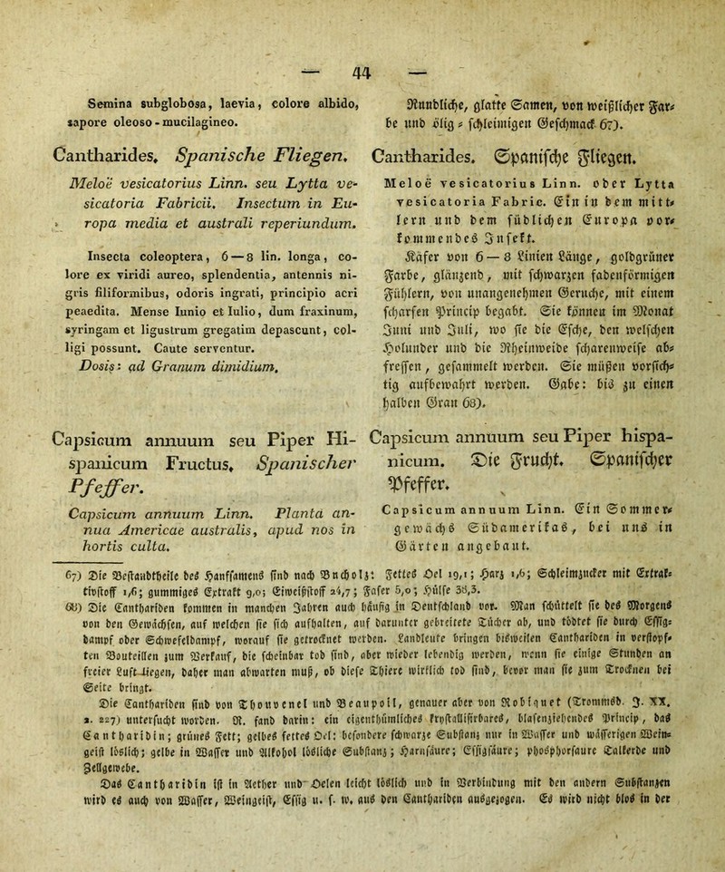 Semina subglobosa, laevia, colore albido, sapore oleoso - mucilagineo. Cantharides, Spcinische Fliegert♦ Meloe vesicatorius Linn, seu Lytta ve- sicatoria Fabricii, Insectum in Eu~ ropa media et australi reperiundum. Insecta coleoptera, 6 — 8 lin. longa, co- lore ex viridi aureo, splendentia, antennis ni- gris filiformibus, odoris ingrati, principio acri peaedita. Mense Iunio etlulio, dum fraxinum, syringam et ligustrum gregatim depascunt, col- ligi possunt. Caute serventur. Dosis: q,d Granuin dijnidium. ^unbficfye, gfatfe Santeit, won wetfilidjcr gar* be unb dfig * fdjletmigeu ©efdpnacf 67). Cantharides. 0pantfd)e Meloe vesicatorius Linn. Obet Lytta v e s i c a 10 r i a Fabric. ©tit iU fe e ttt mitt* lent unb bent fiiblirfjen ©uropa nor* fommenbeS Snfeft. heifer won 6—8 Siitteu gauge, golbgriiner garbe, gldn$cnb, rnit fd)tt>ar$en fabcnformigeit gitfyferit, won uitangenclpnen ©eritcfje, mit ciitem fcfyarfeit ^riitcip begabt. @te fiutucu tm SOiouat 3unt unb Suit, two fte bie ©fd)e, ben mclfdjcu .froluttber unb bte !>?^etmr>etbe fdjaremveife ab* freffen , gefamntelt merbcit. @te miifett worftd)* tig aufbcmafyrt twevben. ©abe: bis3 $tt eitteit l)albcit ©ran 6s). Capsicum amiuum seu Piper Hi- S|3aiiicum Fructus* Spanischer Pfeffer. Capsicum annuum Linn. Planta an- nua Americae australis, apud nos in hortis culta. Capsicum annuum seu Piper hispa- nicum. £)te gruefyt ©pmitfcfjer ^3feffer* Capsicum annuum Linn, ©in @0 miner* g e to a d) 6 ©iibamer t f a$ , bei uni in ©drten angebattt. 67) £ie 35e(t«HbtbeiIe bed SanffamentJ ffnb nacb 33nd&oIji Sett'etf 4M 19,1; ©cbleimjucFet mit Gxtrab ttvftoff 1/6; gummigetf (Sjctrnft 9,0; GiroeifhW 34,7; Safer 5,o; fjulfe 38,3. 88) ©te (Eantbariben fomnten in mandjen aud) Iiduft’8 in ©entfcblanb for- 9)?an fdnittelt fie be$ OTorgenS non ben ©eroddjfen, auf roeic&en fte fid) aufbalten, auf baruutcr gebrettefe ©tidier ob, unb tobtet fte burdj <£ffig= batttpf ober ©diroefelbnnipf, rcerauf fte gefrodnet roetben. ganbleufe briugen btfroeiten Gantbariben in verfiopf* ten 93outei((en ;um SBerfaitf, bte febeinbat tob ftnb, abet roieber [ebenbig roerben, roenn fte eintge ©tunben an fveier SufUiegen, baber man abroarten mug, ob btefe ©biere roirflidi tob finb, bevor man fte jum ©roefnen bei ©eite brtngt. ©te Gantbartben ftnb bon ©bouvenel unb <8eaupotl, genauer aber non Stobtguet (©rontmtfb. 3. XX. *. 227) unterfuebt roovben. at. fanb baritt: cin eigentlnimltcbeS froftatlifirbarcd, DIafenjiebenbeS iJJrincip, ba$ <5a n 11) ar t b i 11; grtinetf Jett; gelbeS fetter Dei: befonbere fdjroarje ©ubtfanj nur in Staffer unb wdfferigen 2Bein= geift loslicb; gclbe in Staffer unb Sllfobol [bbliebe ©ubftanj; #arnfdure; Gffigfdure; pb^pborfaure ©alEerbe unb geUgeroebe. ©a$ Gantbaribin Ifl tn Stetber unb Oelen leicbt lotflicb unb itt iBerbiiitiuig mit ben attbern ©u&ltanjctt roirb aitcb von staffer, SJeingeift, Gfftg u. f- ro, au^ ben Gantbariben au^geiogen. <£j ivirb ni^t b(o^ in ber