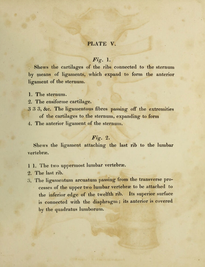 Fig, 1. Shews the cartilages of the ribs connected to the sternum by means of ligaments, which expand to form the anterior ligament of the sternum. 1. The sternum. 2. The ensiforme cartilage. 3 3 3, &c. The ligamentous fibres passing off the extremities of the cartilages to the sternum, expanding to form 4. The anterior ligament of the sternum. Fig. 2. Shews the ligament attaching the last rib to the lumbar vertebrae. 1 1. The two uppermost lumbar vertebrae. 2. The last rib. 3. The ligamentum arcuatum passing from the transverse pro- cesses of the upper two lumbar vertebrae to be attached to the inferior edge of the twelfth rib. Its superior surface is connected with the diaphragm ; its anterior is covered by the quadratus lumborum.