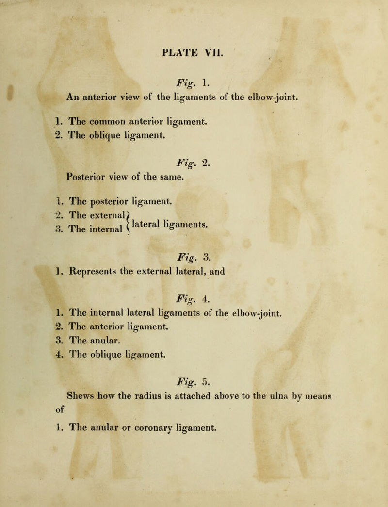 Fig, 1. An anterior view of the ligaments of the elbow-joint. 1. The common anterior ligament. 2. The oblique ligament. Fig, 2. Posterior view of the same. 1. The posterior ligament. 2. The external) 3 The internal ligaments. Fig, 3. 1. Represents the external lateral, and Fig, 4. 1. The internal lateral ligaments of the elbow-joint. 2. The anterior ligament. 3. The anular. 4. The oblique ligament. Fig, 5, Shews how the radius is attached above to the ulna by means of 1. The anular or coronary ligament.