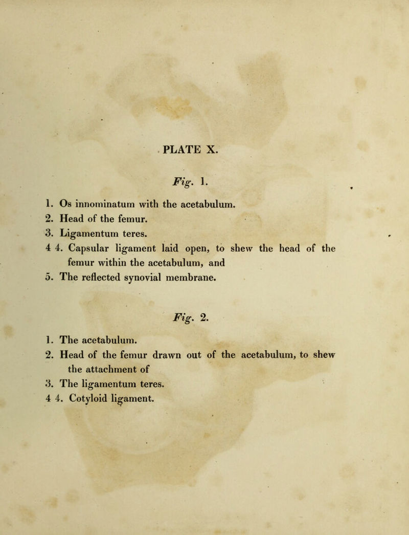 Fig. 1. 1. Os innominatum with the acetabulum, 2. Head of the femur. 3. Ligamentum teres. 4 4. Capsular ligament laid open, to shew the head of the femur within the acetabulum, and 5. The reflected synovial membrane. Fig. 2. 1. The acetabulum. 2. Head of the femur drawn out of the acetabulum, to shew the attachment of 3. The ligamentum teres.