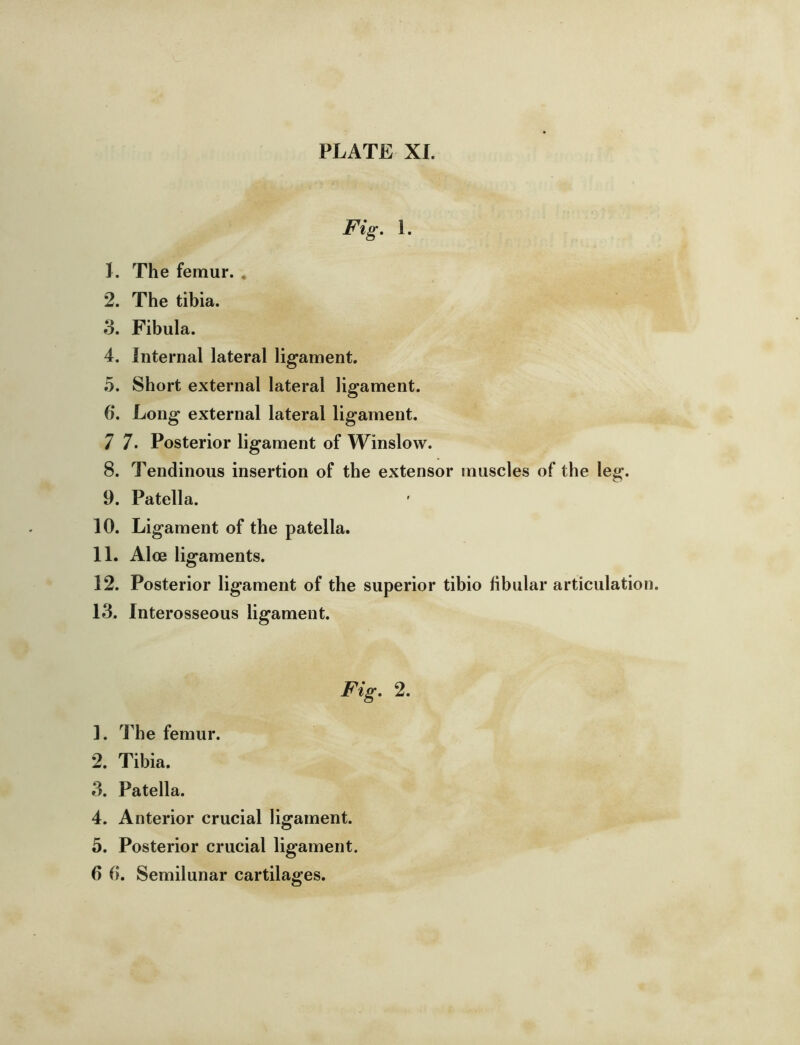 Fig, 1. L The femur. , 2. The tibia. 3. Fibula. 4. Internal lateral ligament. 5. Short external lateral ligament. 6. Long external lateral ligament. 7 7. Posterior ligament of Winslow. 8. Tendinous insertion of the extensor muscles of the leg. 9. Patella. 10. Ligament of the patella. 11. Aloe ligaments. 12. Posterior ligament of the superior tibio fibular articulation. 13. Interosseous ligament. Fig, 2. 1. The femur. 2. Tibia. 3. Patella. 4. Anterior crucial ligament. 5. Posterior crucial ligament.