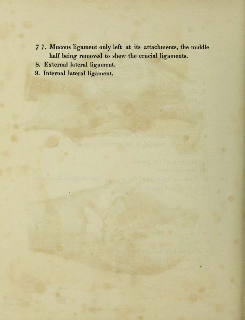 7 7. Mucous ligament only left at its attachments, the middle half being removed to shew the crucial ligaments. 8. External lateral ligament.