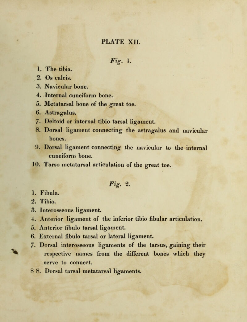 Fig, 1. 1. The tibia. 2. Os calcis. 3. Navicular bone. 4. Internal cuneiform bone. 5. Metatarsal bone of the great toe. 6. Astragalus. 7. Deltoid or internal tibio tarsal ligament. 8. Dorsal ligament connecting the astragalus and navicular bones. 9. Dorsal ligament connecting the navicular to the internal cuneiform bone. 10. Tarso metatarsal articulation of the great toe. Fig, 2. 1. Fibula. 2. Tibia. 3. Interosseous ligament. 4. Anterior ligament of the inferior tibio hbular articulation. 5. Anterior fibulo tarsal ligament. 6. External fibulo tarsal or lateral ligament. 7. Dorsal interosseous ligaments of the tarsus^ gaining their respective names from the different bones which they serve to connect. 8 8. Dorsal tarsal metatarsal ligaments.