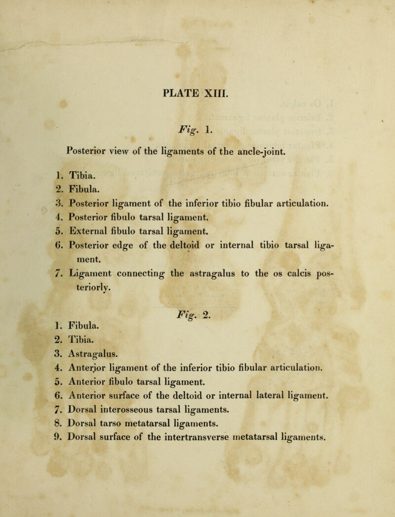 PLATE XIII. Fig, 1. Posterior view of the lig’aments of the ancle-joint. ]. Tibia. 2. Fibula. 3. Posterior ligament of the inferior tibio fibular articulation. 4. Posterior fibulo tarsal ligament. 5. External fibulo tarsal ligament. 6. Posterior edge of the deltoid or internal tibio tarsal liga- ment. 7. Ligament connecting the astragalus to the os calcis pos- teriorly. Fig, 2. 1. Fibula. 2. Tibia. 3. Astragalus. 4. Anterior ligament of the inferior tibio fibular articulation. 5. Anterior fibulo tarsal ligament. 6. Anterior surface of the deltoid or internal lateral ligament. 7. Dorsal interosseous tarsal ligaments. 8. Dorsal tarso metatarsal ligaments. 9. Dorsal surface of the intertransverse metatarsal ligaments.