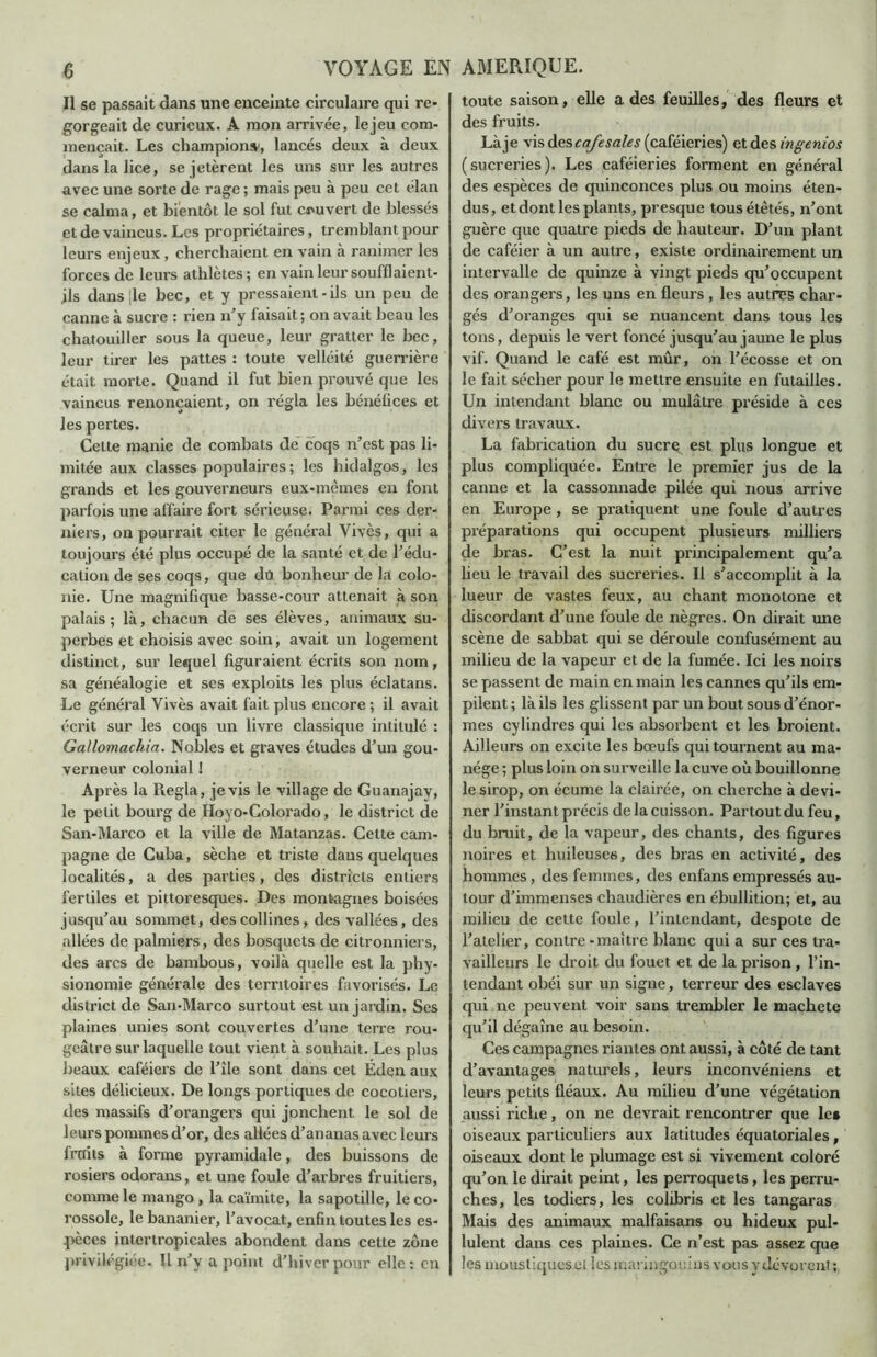 Il se passait dans une enceinte circulaire qui re- gorgeait de curieux. A mon arrivée, le jeu com- mençait. Les champion», lancés deux à deux dans la lice, se jetèrent les uns sur les autres avec une sorte de rage ; mais peu à peu cet élan se calma, et bientôt le sol fut couvert de blessés et de vaincus. Les propriétaires, tremblant pour leurs enjeux, cherchaient en vain à ranimer les forces de leurs athlètes; en vain leur soufflaient- jls dans le bec, et y pressaient-ils un peu de canne à sucre : rien n'y faisait; on avait beau les chatouiller sous la queue, leur gratter le bec, leur tirer les pattes : toute velléité guerrière était morte. Quand il fut bien prouvé que les vaincus renonçaient, on régla les bénéfices et les pertes. Cette manie de combats dé coqs n’est pas li- mitée aux classes populaires ; les hidalgos, les grands et les gouverneurs eux-mêmes en font parfois une affaire fort sérieuse. Parmi ces der- niers, on pourrait citer le général Vivès, qui a toujours été plus occupé de la santé et de l’édu- cation de ses coqs, que dû bonheur de la colo- nie. Une magnifique basse-cour attenait à son palais; là, chacun de ses élèves, animaux su- perbes et choisis avec soin, avait un logement distinct, sur lequel figuraient écrits son nom, sa généalogie et ses exploits les plus éclatans. Le général Vivès avait fait plus encore ; il avait écrit sur les coqs un livre classique intitulé : Gallomachia. Nobles et graves études d’un gou- verneur colonial ! Après la Régla, je vis le village de Guanajay, le petit bourg de Hoyo-Colorado, le district de San-Marco et la ville de Matanzas. Cette cam- pagne de Cuba, sèche et triste dans quelques localités, a des parties, des districts entiers fertiles et pittoresques. Des montagnes boisées jusqu’au sommet, des collines, des vallées, des allées de palmiers, des bosquets de citronniers, des arcs de bambous, voilà quelle est la phy- sionomie générale des territoires favorisés. Le district de San-Marco surtout est un jardin. Ses plaines unies sont couvertes d’une terre rou- geâtre sur laquelle tout vient à souhait. Les plus beaux caféiers de l’île sont dans cet Éden aux sites délicieux. De longs portiques de cocotiers, des massifs d’orangers qui jonchent le sol de leurs pommes d’or, des allées d’ananas avec leurs fruits à forme pyramidale, des buissons de rosiers odorans, et une foule d’arbres fruitiers, comme le mango , la caïmite, la sapotille, le co- rossole, le bananier, l’avocat, enfin toutes les es- pèces intertropicales abondent dans cette zone privilégiée. Il n’y a point d’hiver pour elle: en toute saison, elle a des feuilles, des fleurs et des fruits. Là je vis des cafesales (caféieries) et des ingenios (sucreries). Les caféieries forment en général des espèces de quinconces plus ou moins éten- dus, et dont les plants, presque tousétêtés, n’ont guère que quatre pieds de hauteur. D’un plant de caféier à un autre, existe ordinairement un intervalle de quinze à vingt pieds qu’occupent des orangers, les uns en fleurs , les autres char- gés d’oranges qui se nuancent dans tous les tons, depuis le vert foncé jusqu’au jaune le plus vif. Quand le café est mûr, on l’écosse et on le fait sécher pour le mettre ensuite en futailles. Un intendant blanc ou mulâtre préside à ces divers travaux. La fabrication du suerg est plus longue et plus compliquée. Entre le premier jus de la canne et la cassonnade pilée qui nous arrive en Europe , se pratiquent une foule d’autres préparations qui occupent plusieurs milliers de bras. C’est la nuit principalement qu’a lieu le travail des sucreries. Il s’accomplit à la lueur de vastes feux, au chant monotone et discordant d’une foule de nègres. On dirait une scène de sabbat qui se déroule confusément au milieu de la vapeur et de la fumée. Ici les noirs se passent de main en main les cannes qu’ils em- pilent ; là ils les glissent par un bout sous d’énor- mes cylindres qui les absorbent et les broient. Ailleurs on excite les bœufs qui tournent au ma- nège ; plus loin on surveille la cuve où bouillonne le sirop, on écume la clairée, on cherche à devi- ner l'instant précis de la cuisson. Partout du feu, du bruit, de la vapeur, des chants, des figures noires et huileuses, des bras en activité, des hommes, des femmes, des enfans empressés au- tour d’immenses chaudières en ébullition; et, au milieu de cette foule, l’intendant, despote de l’atelier, contre -maître blanc qui a sur ces tra- vailleurs le droit du fouet et de la prison, l’in- tendant obéi sur un signe, terreur des esclaves qui ne peuvent voir sans trembler le machete qu’il dégaine au besoin. Ces campagnes riantes ont aussi, à côté de tant d’avantages naturels, leurs inconvéniens et leurs petits fléaux. Au milieu d’une végétation aussi riche, on ne devrait rencontrer que le» oiseaux particuliers aux latitudes équatoriales, oiseaux dont le plumage est si vivement coloré qu’on le dirait peint, les perroquets, les perru- ches, les todiers, les colibris et les tangaras Mais des animaux malfaisans ou hideux pul- lulent dans ces plaines. Ce n’est pas assez que les moustiques el les mariugouius vous y dévorent ;