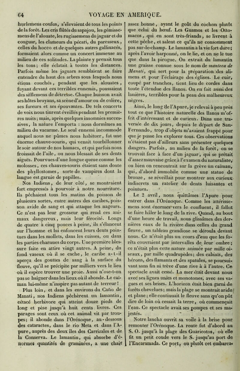 hurlemens confus, s’élevaient de tous les points de la forêt. Les cris flûtes du sapajou, les gémisse- mensde l’alouate,les rugissemens du jaguar et du couguar, les clameurs du pécari, du paresseux, celles du hocco et de quelques autres gallinacés, formaient alors comme un concert immense au milieu de ces solitudes. La plainte y prenait tous les tons ; elle éclatait à toutes les distances. Parfois même les jaguars semblaient se faire entendre du haut des arbres sous lesquels nous étions couchés, pendant que les alouates , fuyant devant ces terribles ennemis, poussaient des sifflemens de détresse. Chaque buisson avait ses hôtes bruyans, sa scène d’amour ou de colère, ses fureurs et ses épouvantes. De tels concerts de voix nous tinrent éveillés pendant les premiè- res nuits ; mais, après quelques insomnies succes- sives , la nature l’emporta : nous dormîmes au milieu du vacarme. Le seul ennemi incommode auquel nous ne pûmes nous habituer, fut une énorme chauve-souris, qui venait tourbillonner le soir autour de nos hamacs, et qui parfois nous froissait de l’aile, ou nous blessait de ses dents aiguës. Pourvues d’une longue queue comme les molosses, ces chauves-souris étaient sans doute des phyllostomes, sorte de vampires dont la langue est garnie de papilles. Nos Indiens, de leur côté, se montraient fort empressés à pourvoir à notre nourriture. Ils pêchaient tous les matins du poisson de plusieurs sortes, entre autres des caribes, pois- son avide de sang et qui attaque les nageurs. Ce n’est pas leur grosseur qui rend ces ani- maux dangereux, mais leur férocité. Longs de quatre à cinq pouces à peine, ils s’élancent sur l’homme et lui enfoncent leurs dents poin- tues dans les mollets, dans les cuisses, ou dans les parties charnues du corps. Une première bles- sure faite, en attire vingt autres. A peine, du fond vaseux où il se cache, le caribe a-t-il aperçu des gouttes de sang à la surface du fleuve, qu’il se précipite par milliers vers le lieu où il espère trouver une proie. Aussi n’ose-t-on pas se baigner dans les lieux où il abonde. Le caï- man lui-même n’inspire pas autant de terreur ! Plus loin, et dans les environs du Caiïo de Manati, nos Indiens pêchèrent un lamantin, cétacé herbivore qui atteint douze pieds de long et pèse jusqu’à huit cents livres. Ces parages sont ceux où cet animal vit par trou- pes ; il abonde dans l’Orénoque, au - dessous des cataractes, dans le rio Meta et dans l’A- pure, auprès des deux îles des Carrizales et de la Conserva. Le lamantin, qui absorbe d’é- normes quantités do graminées, a une chair assez bonne, ayant le goût du cochon plutôt que celui du bœuf. Les Guamos et les Otto- macos, qui en sont très• friands, se livrent à cette pèche, et salent ce qu’ils ne consomment pas sur-le-champ. Le lamantin a la vie fort dure ; après l’avoir harponné, on le lie, et on ne le tue que dans la pirogue. On extrait du lamantin une graisse connue sous le nom de manteca de Manati, qui sert pour la préparation des ali- mens et pour l’éclairage des églises. Le cuir, coupé par tranches, tient lieu de cordes dans toute l’étendue des llanos. On en fait aussi des lanières, terribles pour la peau des malheureux nègres. Ainsi, le long de l’Apure, je relevai à peu près tout ce que l’histoire naturelle des llanos m'of- frit d’intéressant et de curieux. Dans une tra- versée de dix jours, depuis le départ de San- Fernando, trop d’objets m’avaient frappé pour que je pusse les explorer tous. Ces observations n’étaient pas d’ailleurs sans présenter quelques dangers. Parfois, au milieu de la forêt, on se trouvait face à face d’un jaguar, qui se prêtait d’assez mauvaise gràce,à l’examen du naturaliste/ ou bien on rencontrait sur la grève un caïman, qui, d’abord immobile comme une statue de bronze , se réveillait pour montrer aux curieux indiscrets un râtelier de dents luisantes et pointues. • Le 2 avril, nous quittâmes l’Apure pour entrer dans l’Orénoque. Comme les attérisse- mens sont énormes'vers le confluent, il fallut se faire luîler le long de la rive. Quand, au bout d’une heure de travail, nous glissâmes des der- nières eaux de la rivière dans celles du grand fleuve, un tableau grandiose se déroula devant nous. Ce n’était plus un cours d’eau que les fo- rêts couvraient par intervalles de leur ombre; ce n’était plus cette nature animée par mille oi- seaux, par mille quadrupèdes; des cabiaïs, des hérons, des flamants et des spatules, se poursui- vant sans fin ni trêve d’une rive à à l’autre. Ce spectacle avait cessé. La mer était devant nous avec ses lignes unies et monotones, avec ses va- gues et scs brises. L’horizon était bien garni de forêts chevelues ; mais la plage se montrait aride j et plane ; elle continuait le fleuve sans qu’on pût dire de loin où cessait la terre, où commençait l’eau. Ce spectacle avait ses pompes et ses ma- jestés. Notre lancha ouvrit sa voile à la brise pour remonter l’Orénoque. La route fut d’abord au S. O. jusqu’à la plage des Guaricotos, où elle fit un petit coude vers le S. jusqu’au port de l’Encaramada. Ce port, ou plutôt cet embarca*