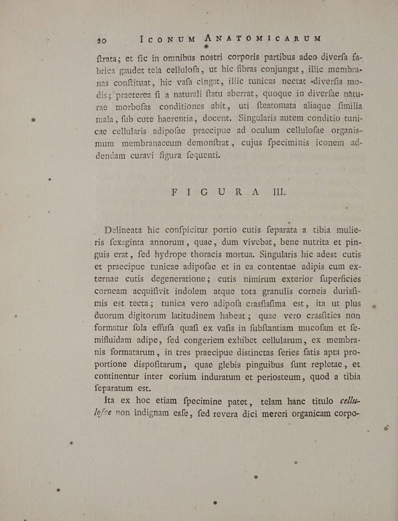 $0 IcoNUM ÁNATOMICARUM : *. (trata; et fic in omnibus nostri corporis partibus adeo diverfa fa- brica gaudet tela cellulofa, ut hic fibras conjungat, illic membra- nas conftituat, hic vafa cingat, illic tunicas nectat «diverfis mo-. dis; praeterea fi a naturali ftatu aberrat, quoque in diverfae n&amp;tu- rae morbofas conditiones abit, uti fteatomata aliaque fimilia. mala, fub cute haerentia, docent. Singularis autem conditio tuni- cae cellularis adipofae praecipue ad oculum cellulofae organis- mum membranaceum demonfítrat, cujus fpeciminis iconem ad- dendam curavi figura fequenti. EOUUOILBGOUU oUR. SAIS: Delineata hic confpicitur portio cutis feparata a tibia mulie- ris fexaginta annorum, quae, dum vivebat, bene nutrita et pin- guis erat, fed hydrope thoracis mortua. Singularis hic adest cutis et praecipue tunicae adipofae et in ea contentae adipis cum ex- ternae cutis degeneratione; cutis nimirum exterior fuperficies corneam acquifivit indolem atque tota granulis corneis durisfi- mis est tecta; tunica vero adipofa crasfisfima est, ita ut plus duorum digitorum latitudinem habeat; quae vero crasfities non formatur fola effufa quafi ex vafis in füubítantiam mucofam et fe- mifluidam adipe, fed congeriem exhibet cellularum, ex membra- nis formatarum, in tres praecipue distinctas feries fatis apta pro- portione dispofitarum, quae glebis pinguibus funt repletae, et continentur inter corium induratum et periosteum, quod a tibia feparatum est. Jta ex hoc etiam ífpecimine patet, telam hanc titulo ceZ- /o/7e non indignam esfe, fed revera dici mereri organicam corpo-