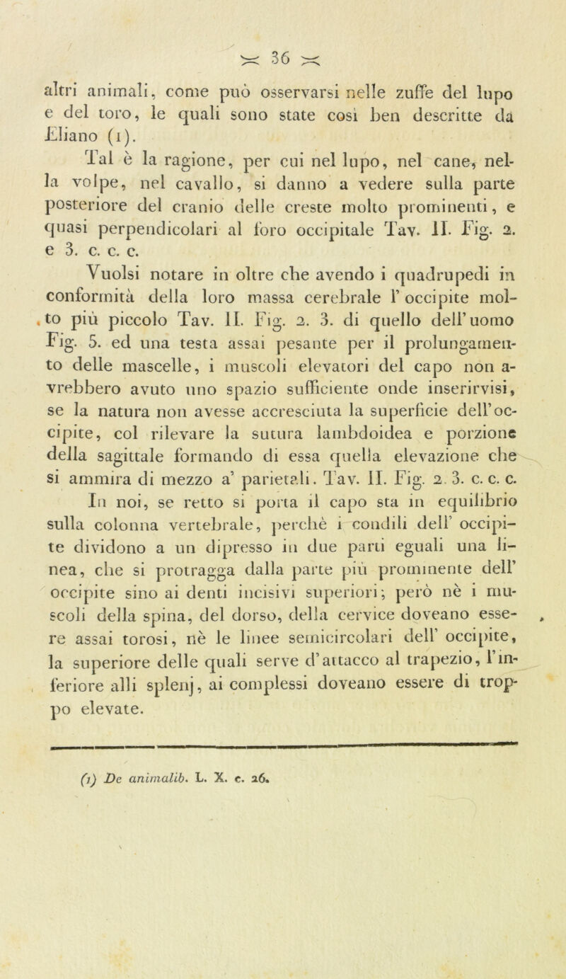 altri animali, come può osservarsi nelle zuffe del lupo e del toro, le quali sono state cosi ben descritte dà Ebano (i). Tal è la ragione, per cui nel lupo, nel cane, nel- la volpe, nel cavallo, si danno a vedere sulla parte posteriore del cranio delle creste molto prominenti, e quasi perpendicolari al foro occipitale Tav. li* Fig. 2. e 3. c. c. c. Vuoisi notare in oltre che avendo i quadrupedi in conformità della loro massa cerebrale Y occipite mol- , to più piccolo Tav. IL Fig. 2. 3. di quello dell’uomo Fig. 5. ed una testa assai pesante per il prolungamen- to delle mascelle, i muscoli elevatori del capo non a- vrebbero avuto uno spazio sufficiente onde inserirvisi, se la natura non avesse accresciuta la superficie dell’oc- cipite, col rilevare la sutura lanibdoidea e porzione della sagittale formando di essa quella elevazione che si ammira di mezzo a’ parietali. Tav. II. Fig. 2 3. c. c. c. In noi, se retto si porta il capo sta in equilibrio sulla colonna vertebrale, perchè 1 condili dell occipi- te dividono a un dipresso in due parti eguali una li- nea, che si protragga dalla parte più prominente dell’ occipite sino ai denti incisivi superiori; però nè i mu- scoli della spina, del dorso, della cervice doveano esse- re assai torosi, nè le linee semicircolari dell’ occipite, la superiore delle quali serve d’attacco al trapezio, l’in- feriore al li splenj, ai complessi doveano essere di trop- po elevate. /