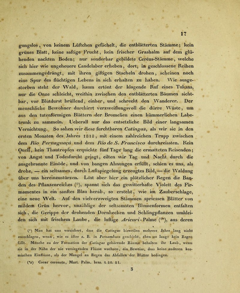 gimgslos 5 von keinem Lüftchen gefächelt, die entblätterten Stämme; kein grünes Blatt, keine saftige Frucht, kein frischer Grashalm auf dem glü- henden nackten Boden; nur sonderbar gebildete Cereus-Stämme, welche sich hier wie ungeheuere Candelaber erheben, dort, in geschlossene Reihen zusammengedrängt, mit ihren giftigen Stacheln drohen, scheinen noch eine Spur des flüchtigen Lebens in sich erhalten zu haben. Wie ausge- storben steht der Wald, kaum ertönt der klagende Ruf eines Tukans, nur die Onze schleicht, weithin zwischen den entblätterten Bäumen sicht- bar, vor Blutdurst brüllend, einher, und schreckt den Wanderer. Der ✓ menschliche Bewohner durchirrt verzweiflungsvoll die dürre Wüste, um aus den tutenförmigen Blättern der Bromelien einen kümmerlichen Labe- trunk zu sammeln. Ueberall nur das entsetzliche Bild einer langsamen Vernichtung. So sahen wir diese furchtbaren Catingas^ als wir sie in den ersten Monaten des Jahres 1818, mit einem zahlreichen Trupp zwischen dem Rio Periiaguagü und dem Rio de S. Francisco durchreissten. Kein Quelf, kein Thautropfen erquickte fünf Tage lang die ermatteten Reisenden; von Angst und Todesfurcht gejagt, eilten wir Tag und Nacht durch die ausgebrannte Einöde, und von bangen Ahnungen erfüllt, schien es uns, als drohe, — ein seltsames, durch Luftspiegelung erzeugtes Bild,— die Waldung über uns hereinzustürzen. Löst aber hier ein plötzlicher Regen die Ban- den des Pflanzenreiches ('•'), spannt sich das gewitterhafte Violett des Fir- mamentes in ein sanftes Blau herab, so ersteht, wie im Zauberschlage, eine neue W^elt. Auf den vielverzweigten Stämmen spriessen Blätter von mildem Grün hervor, unzählige der seltsamsten Blumenformen entfalten sich, die Gerippe der drohenden Dornhecken und Schlingpflanzen umklei- den sich mit frischem Laube, die luftige - Palme ('^), aus deren I (*) Man hat uns versichert, dass die Catingas bisweilen mehrere Jahre lang nicht ausschlagen, wenn, wie es Öfter z. B. in Pernamhuco geschieht, eben -so lange kein Regen fällt. Manche zu der Formation der Catingas gehörende Bäume behalten ihr Laub, wenn sie in der Nähe der nie versiegenden Flüsse wachsen, ein Beweiss, dass keine anderen kos- mischen Einflüsse, als der Mangel an Regen das Abfallen der Blätter bedingen. (*a) Cocos coronata, Mart. Palm. bras. t. 80. 81. 3