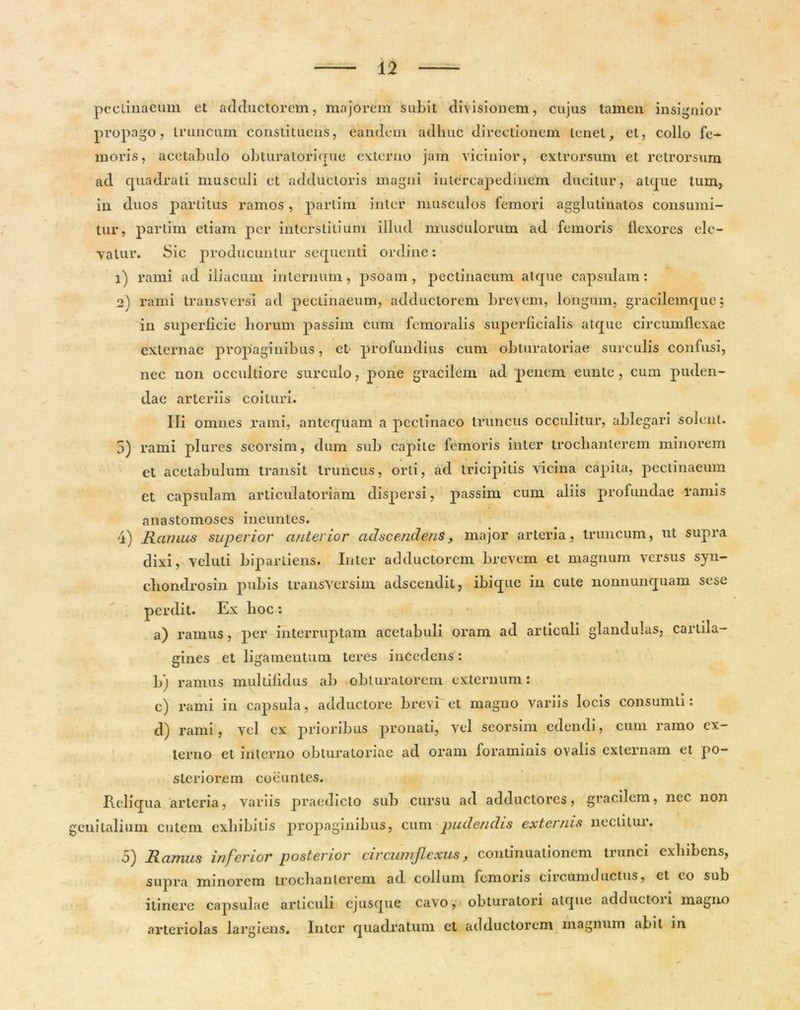 peclinaeum et adductorem, majorem subit divisionem, cujus tamen insignior propago, truncum constituens, eandem adhuc directionem tenet, et, collo fe- moris, acetabulo obturatorique externo jam vicinior, extrorsum et retrorsum ad quadrati musculi et adductoris magni intercapedinem ducitur, atque tum, in duos partitus ramos, parlim inter musculos femori agglutinatos consumi- tur, partim etiam per interstitium illud musculorum ad femoris llexores ele- vatur. Sic producuntur sequenti ordine: 1) rami ad iliacum internum, psoam, peclinaeum alcpie capsulam: 2) rami transversi ad peclinaeum, adductorem brevem, longum, gracilemque; in superficie horum passim cum femoralis superficialis atque circumflexae externae propaginibus, et profundius cum obturatoriae surculis confusi, nec non occultiore surculo, pone gracilem ad penem eunte, cum puden- dae arteriis coituri. Ili omnes rami, antequam a pectinaeo truncus occulitur, ablegari solent. 5) rami plures seorsim, dum sub capite femoris inter trochanterem minorem et acetabulum transit truncus, orti, ad tricipitis vicina capita, pectinaeum et capsulam articulatoriam dispersi, passim cum aliis profundae ramis anastomoses ineuntes. 4) Rcunus superior anterior adseendens , major arteria, truncum, ut supra dixi, veluti bipartiens. Inter adductorem brevem et magnum versus syn- chondrosin pubis transversim adseendit, ibique in cute nonnunquam sese perdit. Ex hoc: a) ramus, per interruptam acetabuli oram ad articuli glandulas, cartila- gines et ligamentum teres incedens: b) ramus multifidus ab obturatorem externum: c) rami in capsula, adductore brevi et magno variis locis consumti: d) rami, vel ex prioribus pronati, vel seorsim edendi, cum ramo ex- terno et interno obturatoriae ad oram foraminis ovalis externam et po- steriorem coeuntes. Reliqua arteria, variis praedicto sub cursu ad adductores, gracilem, nec non enitalium cutem exhibitis propaginibus, cum pudendis externis nectitur. 5) Ramus inferior posterior circumflexus, continuationem trunci exhibens, supra minorem trochanterem ad collum femoris circumductus, et eo sub itinere capsulae articuli ejusque cavo, obturalori atque adductoii magno arteriolas largiens. Inter quadratum et adductorem magnum abit in