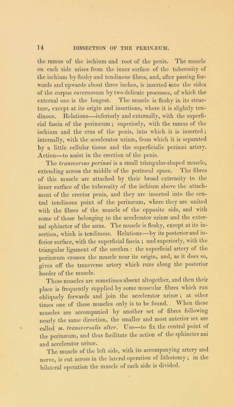 tlic ramus of the ischium and root of the penis. The muscle on each side arises from the inner surface of the tuberosity of the ischium by fleshy and tendinous fibres, and, after passing for- wards and upwards about three inches, is inserted into the sides of the corpus cavernosum by two delicate processes, of which the external one is the longest. The muscle is fleshy in its struc- ture, except at its origin and insertions, where it is slightly ten- dinous. Relations—inferiorly and externally, with the superfi- cial fascia of the perinseum; superiorly, with the ramus of the ischium and the crus of the penis, into which it is inserted; internally, with the accelerator urinse, from which it is separated by a little cellular tissue and the superficialis perinsei artery. Action—to assist in the erection of the penis. The transversals perhuEi is a small triangular-shaped muscle, extending across the middle of the perinseal space. The fibres of this muscle are attached by their broad extremity to the inner surface of the tuberosity of the ischium above the attach- ment of the erector penis, and they are inserted into the cen- tral tendinous point of the perinseum, where they are united with the fibres of the muscle of the opposite side, and with some of those belonging to the accelerator urinse and the exter- nal sphincter of the anus. The muscle is fleshy, except at its in- sertion, which is tendinous. Relations—by its posterior and in- ferior surface, with the superficial fascia ; and superiorly, with the triangular ligament of the urethra : the superficial artery of the perinseum crosses the muscle near its origin, and, as it does so, gives off the transverse artery which runs along the posterior border of the muscle. These muscles are sometimes absent altogether, and then their place is frequently supplied by some muscular fibres which run obliquely forwards and join the accelerator urinse ; at other times one of these muscles only is to be found. When these muscles are accompanied by another set of fibres following nearly the same direction, the smaller and most anterior set are called w. transversalis alter. Use—to fix the central point of the perinseum, and thus facilitate the action of the sphincter ani and accelerator urinse. The muscle of the left side, with its accompanying artery and nerve, is cut across in the lateral operation of lithotomy ; in the bilateral operation the muscle of each side is divided.