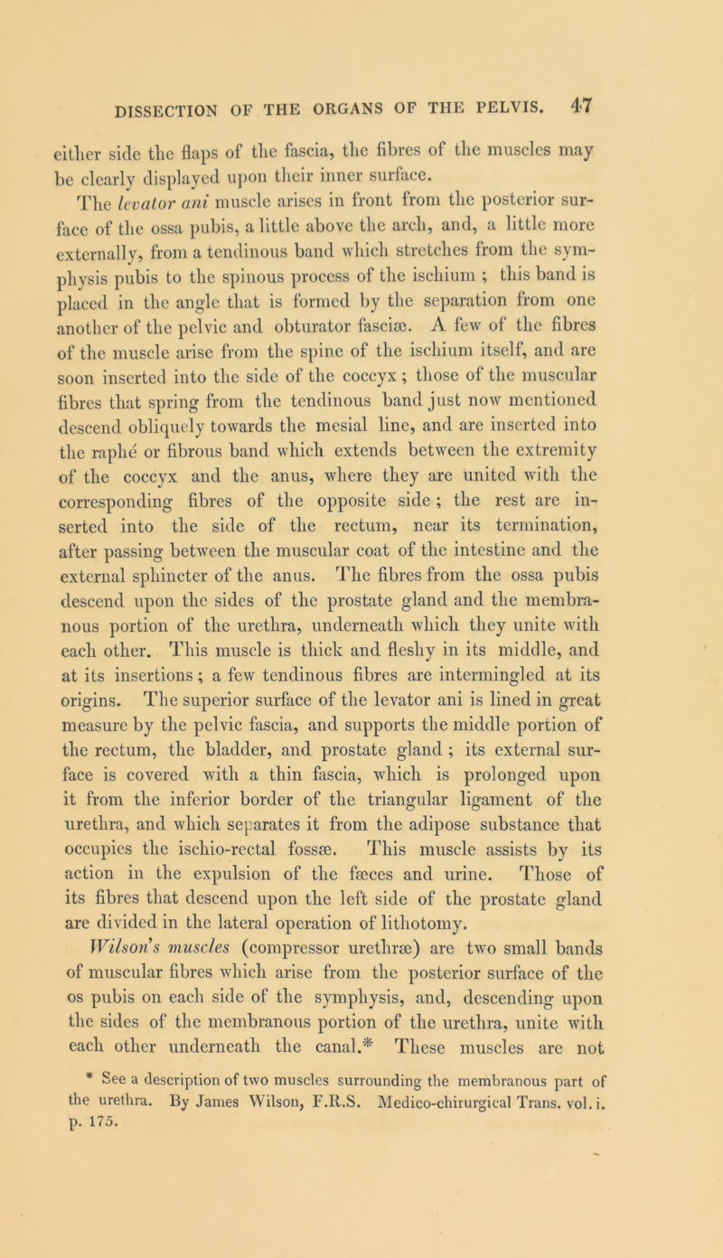 either side the flaps of the fascia, the fibres of the muscles may be clearly displayed ii])on their inner surface. The levator ani muscle arises in front from the posterior sur- face of the ossa pubis, a little above the arch, and, a little more externally, from a tendinous band which stretches from the sym- physis pubis to the spinous process of the ischium ; this band is placed in the angle that is formed by the separation from one another of the pelvic and obturator fascisc. A few of the fibres of the muscle arise from the spine of the ischium itself, and are soon inserted into the side of the coccyx; those of the muscular fibres that spring from the tendinous band just now mentioned descend obliquely towards the mesial line, and are inserted into the raphe or fibrous band which extends between the extremity of the coccyx and the anus, where they are united with the corresponding fibres of the opposite side; the rest are in- serted into the side of the rectum, near its termination, after passing between the muscular coat of the intestine and the external sphincter of the anus. The fibres from the ossa pubis descend upon the sides of the prostate gland and the membra- nous portion of the urethra, underneath which they unite with each other. This muscle is thick and fleshy in its middle, and at its insertions; a few tendinous fibres are intermingled at its origins. The superior surface of the levator ani is lined in great measure by the pelvic fascia, and supports the middle portion of the rectum, the bladder, and prostate gland ; its external sur- face is covered with a thin fascia, which is prolonged upon it from the inferior border of the triangular ligament of the urethra, and which separates it from the adipose substance that occupies the ischio-rcctal fossae. This muscle assists by its action in the expulsion of the faeces and urine. Those of its fibres that descend upon the left side of the prostate gland are divided in the lateral operation of lithotomy. Wilsons muscles (compressor urethrae) are two small bands of muscular fibres which arise from the posterior surface of the os pubis on each side of the symphysis, and, descending upon the sides of the membranous portion of the urethra, unite with each other underneath the canal.^ These muscles are not * See a description of two muscles surrounding the membranous part of the urethra. By James Wilson, F.R.S. Medico-chirurgical Trans, vol. i. p. 175.
