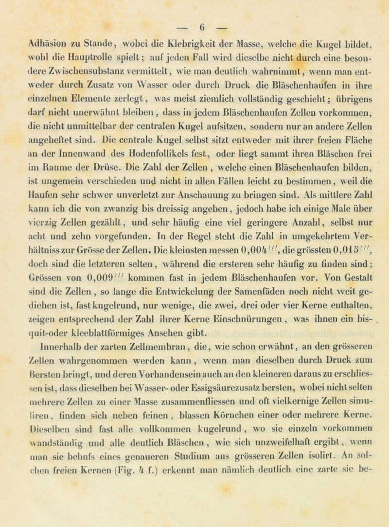 Adhasion zu Stande, wobei die Klebrigkeit der Masse, welclie die Kugel bildet, wohl die Hauptrolle spielt; auf jeden Fall wird dieselbe nicht durch eine beson- dere Zwischensubstanz vermittelt, wie man deutlich wahrnimmt, wenn man ent- weder durch Zusatz von Wasser oder durch Druck die Blaschenhaufen in ihre einzelnen Elemente zerlegt, was meist ziemlich vollstandig geschieht; iibrigens darf nicht unerwahnt bleiben, dass in jedem Blaschenhaufen Zellen vorkommen, die nicht unmittelbar der centralen Kugel aufsitzen, sondern nur an andere Zellen angeheftet sind. Die centrale Kugel selbst sitzt entweder mit ihrer freien Flache an der Innenwand des Hodenfollikels fest, oder liegt sammt ihren Blaschen frei im Baume der Driise. Die Zahl der Zellen , welche einen Blaschenhaufen bilden, ist ungemein verschieden und nicht in alien Fallen leiclit zu bestimmen, weil die Haufen sehr schwer unverletzt zur Ansehauung zu bringen sind. Als mittlere Zahl kann ich die von zwanzig bis dreissig angeben, jedoch habe ich einige Male iiber vierzig Zellen gezahlt, und sehr haufig eine viel geringere Anzahl, selbst nur acht und zehn vorgefunden. In der Begel steht die Zahl in umgekehrtem Ver- bal tniss zur Grosse der Zellen. Die kleinsten messen 0,00^', die grossten 0,015111, doch sind die letzteren selten, wahrend die ersteren sehr haufig zu linden sind; Grbssen von 0,009)n kommen fast in jedem Blaschenhaufen vor. Von Gestalt sind die Zellen , so lange die Entwickelung der Samenfaden nocli nicht weit ge- diehen ist, fast kugelrund, nur wenige, die zwei, drei oder vier Kerne enthalten, zeigen entsprechend der Zahl ihrer Kerne Einschniirungen , was ihnen ein bis- . quit-oder kleeblattfdrmiges Ansehen gibt. Innerhalb der zarten Zellmembran, die, wie schon erwahnt, an den grosseren Zellen wahrgenommen werden kann , wenn man dieselben durch Druck zum Bersten bringt, und deren Vorhandensein auch an den kleineren daraus zu erschlies- sen ist, dass dieselben bei Wasser- oder Essigsaurezusatz bersten, wobei nicht selten mehrere Zellen zu einer Masse zusammenfliessen und oft vielkernige Zellen simu- liren, linden sicli neben feinen , blassen Kornchen einer oder mehrere Kerne. Dieselben sind fast alle vollkommen kugelrund , wo sie einzeln vorkommen wandstandig und alle deutlich Blaschen, wie sich unzweifelhaft ergibt, wenn man sie behufs eines genaueren Studium aus grosseren Zellen isolirt. An sol- chen freien Kernen (Fig. h f.) erkennt man namlich deutlich eine zarte sie be-