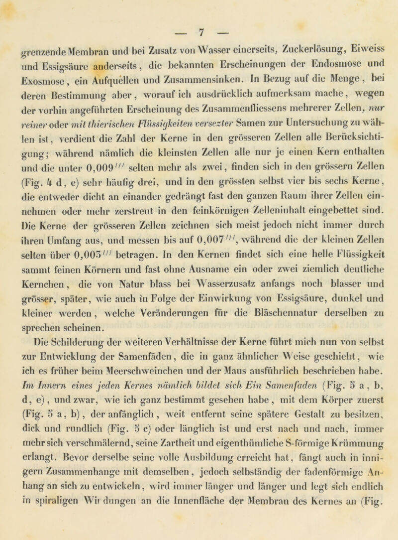 arenzende Membran undbei Zusatz von Wasser einerseits, Zuckerldsung, Eiweiss <9 und Essigsaure anderscits, die bekannten Erscheinungen der Endosmose und Exosmose, ein Aufquellen und Zusammensinken. In Bezug auf die Menge, bei deren Bestimmung aber, worauf ich ausdrucklich aufmerksam rnache, wegen der vorhin angefiihrten Erscheinung des Zusammenfliessens mehrerer Zellen, nur reiner oder mil thierischen Flilssigkeiten versezter Samen zur Untersuchungzuwah- len ist, verdient die Zahl der Kerne in den grdsseren Zellen alle Beriicksichti- gung; wahrend namlich die kleinsten Zellen alle nur je einen Kern enthalten und die unter 0,009selten mehr als zwei, finden sich in den grossern Zellen (Fig. ^ d, e) sehr haufig drei, und in den grossten selbst vier bis sechs Kerne, die entweder dicht an einander gedrangt fast den ganzen Baum ilirer Zellen ein- nehmen oder mehr zerstreut in den feinkornigen Zelleninhalt eingebettet sind. Die Kerne der grosseren Zellen zeichnen sich meist jedoch niclit immer durch ihren Umfang aus, und messen bis auf 0,007/j/, wahrend die der kleinen Zellen selten liber 0,003IJJ betragen. In den Kernen findet sich eine helle Flussigkeit sammt feinen Kdrnern und fast ohne Ausname ein oder zwei ziemlich deutliche Kernchen, die von Natur blass bei Wasserzusatz anfangs noch blasser und grosser, spater, wie auch in Folge der Einwirkung von Essigsaure, dunkel und kleiner werden , welche Veranderungen fur die Blaschennatur derselben zu sprechen scheinen. Die Schilderung der weiteren Verhaltnisse der Kerne fiihrt mich nun von selbst zur Entwicklung der Samenfaden, die in ganz ahnlicher Weise geschieht, wie ich es friiher beim Meerschweinchen und der Maus ausfiihrlich beschrieben habe. Im Innern eines jeden Kernes namlich bildet sich Ein Samenfaden (Fig. 3 a , b, d, e), und zwar, wie ich ganz bestimmt gesehen habe, mit dem Korper zuerst (Fig. 3 a, b), der anfanglich , weit entfernt seine spatere Gestalt zu besitzen, dick und rundlich (Fig. 3 c) oder langlich ist und erst nach und nach. immer mehr sich verschmidernd, seine Zartheitund eigenthumliche S-fdrmigeKriimmung erlangt. Bevor derselbe seine voile Ausbildung erreicht hat, fangt auch in inni- gern Zusammenhange mit demselben, jedoch selbstandig der fadenformige An- hang an sich zu entwickeln, wird immer langer und langer und legt sich endlich in spiraligen Wif dungen an die Innenflache der Membran des Kernes an (Fig.