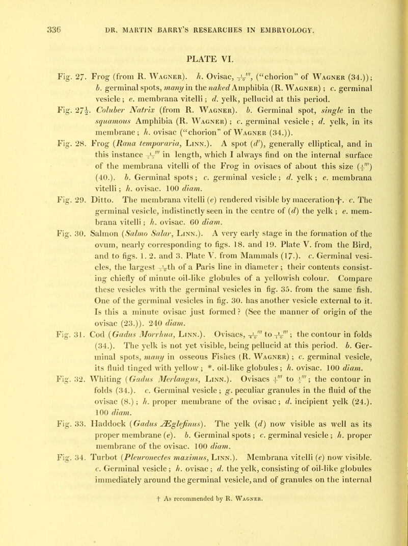 PLATE VI. Fig-. 27. Frog (from R. Wagner), h. Ovisac, -jV', (“chorion” of Wagner (34.)); b. germinal spots, many in the naked Amphibia (R. Wagner) ; c. germinal vesicle; e. membrana vitelli; d. yelk, pellucid at this period. Fig. 2/A Coluber Natrix (from R. Wagner), b. Germinal spot, single in the squamous Amphibia (R. Wagner) ; c. germinal vesicle; d. yelk, in its membrane; h. ovisac (“chorion” of Wagner (34.)). Fig. 28. Frog (Rana temporaria, Linn.). A spot (d'), generally elliptical, and in this instance in length, which I always find on the internal surface of the membrana vitelli of the Frog in ovisacs of about this size (d) (40.). b. Germinal spots; c. germinal vesicle; d. yelk; e. membrana vitelli; h. ovisac. 100 diam. Fig. 29. Ditto. The membrana vitelli (e) rendered visible by maceration-f-. c. The germinal vesicle, indistinctly seen in the centre of (d) the yelk ; e. mem- brana vitelli; h. ovisac. 60 diam. Fig. 30. Salmon (Salmo Salar, Linn.). A very early stage in the formation of the ovum, nearly corresponding to figs. 18. and 19. Plate V. from the Bird, and to figs. 1. 2. and 3. Plate V. from Mammals (1/.)- c. Germinal vesi- cles, the largest —vth of a Paris line in diameter ; their contents consist- ing chiefly of minute oil-like globules of a yellowish colour. Compare these vesicles with the germinal vesicles in fig. 35. from the same fish. One of the germinal vesicles in fig. 30. has another vesicle external to it. Is this a minute ovisac just formed? (See the manner of origin of the ovisac (23.)). 240 diam. Fig. 31. Cod (Gadus Morrhua, Linn.). Ovisacs, -id to -id ; the contour in folds (34.). The yelk is not yet visible, being pellucid at this period, b. Ger- minal spots, many in osseous Fishes (R. Wagner) ; c. germinal vesicle, its fluid tinged with yellow; *. oil-like globules; h. ovisac. 100 diam. Fig. 32. Whiting (Gadus Merlangus, Linn.). Ovisacs to d; the contour in folds (34.). c. Germinal vesicle ; g. peculiar granules in the fluid of the ovisac (8.); b. proper membrane of the ovisac; d. incipient yelk (24.). 100 diam. Fig. 33. Haddock (Gadus JEglefinus). The yelk (d) now visible as well as its proper membrane (e). b. Germinal spots ; c. germinal vesicle ; A. proper membrane of the ovisac. 100 diam. Fig. 34. Turbot (Pleuronectes maximus, Linn.). Membrana vitelli (e) now visible. c. Germinal vesicle ; h. ovisac ; d. the yelk, consisting of oil-like globules immediately around the germinal vesicle, and of granules on the internal f As recommended by R. Wagner.