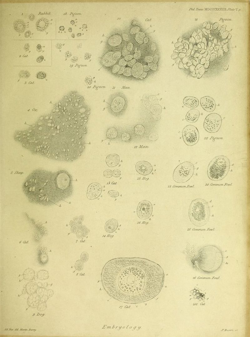 £ Dog. Ad. Nat del. Marten. Aarny. N m & ry o l o// //. N A usire, sc. ■fl&k.?' jaK : Vi