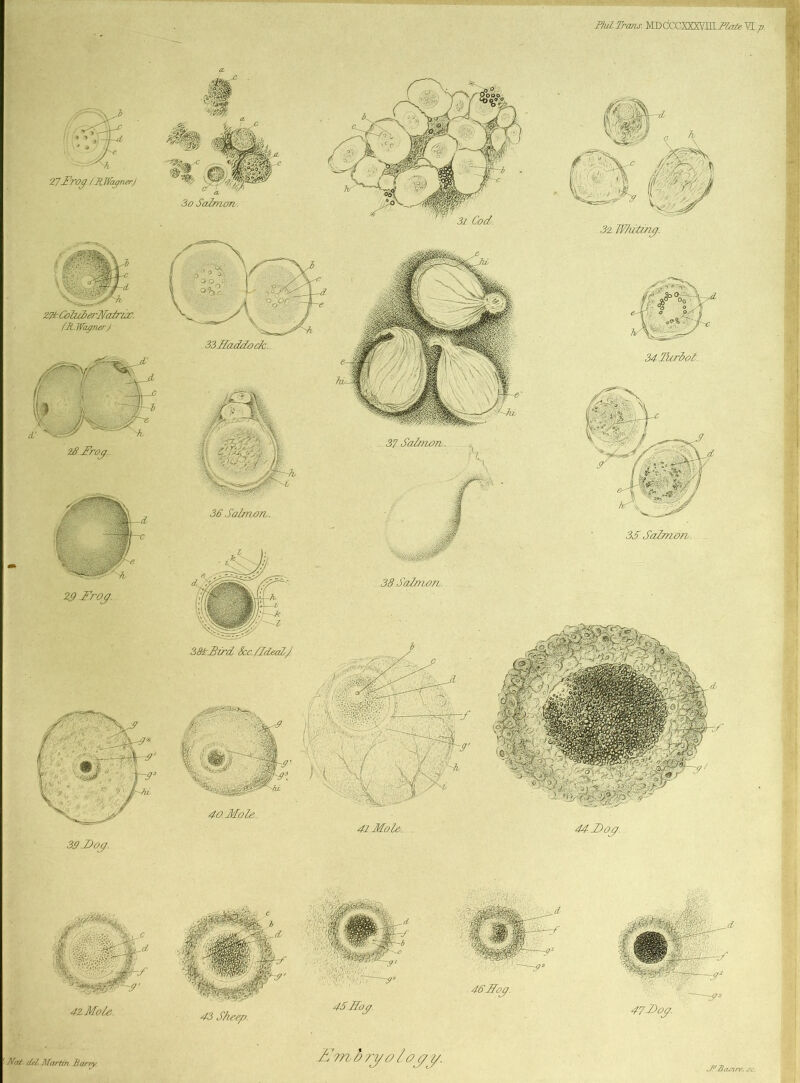 Phil.Trans. 41 Mole. Nat del. Marlm Barry 43 Sheep. Nm b ?yo lay i/. 47Dog. Ban re. sc. 34tirrlol. 46 Dog. 27 frog iTUVayner.J 33I£addock. 3i Cod. 28 frog. 3d Salmon. 44 Dog. 45 Hog 35 Dog. 36 Salmon. 37 Salmon. 38 Salmon. 3o Salmon. 38ir£ird See./Ideal J 40 Mole. 29 Trog. 41 Mole.