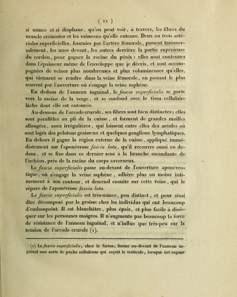 si mince et si diaphane, qu’on peut voir, à travers, les fibres du muscle crémaster et les vaisseaux qu’elle entoure. Deux ou trois arté- rioles superficielles, fournies par l’artère fémorale, passent transver- salement , les unes devant, les autres derrière la partie supérieure du cordon, pour gagner la racine du pénis : elles sont contenues dans l'épaisseur même de l’enveloppe que je décris, et sont accom- pagnées de veines plus nombreuses et plus volumineuses quelles, qui viennent se rendre dans la veine fémorale, en passant le plus souvent par 1 ouverture où s’engage la veine saphène. En dedans de l’anneau inguinal, le fascia superficialis se porte vers la racine de la verge , et se confond avec le tissu cellulaire lâche dont elle est entourée. Au-dessous de l’arcade crurale, ses fibres sont bien distinctes ; elles sont parallèles au pli de la cuisse , et forment de grandes mailles allongées , assez irrégulières , qui laissent entre elles des aréoles où sont logés des pelotons graisseux et quelques ganglions lymphatiques. En dehors il gagne la région externe de la cuisse, appliqué immé- diatement sur l’aponévrose fascia lata, qu’il recouvre aussi en de- dans , et se fixe dans ce dernier sens à la branche ascendante de l’ischion, près de la racine du corps caverneux. Le fascia superficialis passe au-devant de l’ouverture aponévro- tique, où s’engage la veine saphène , adhère plus ou moins inti- mement à son contour, et descend ensuite sur cette Veine, qui le sépare de l’aponévrose fascia lata. Le fascia superficialis est très-mince, peu distinct, et pour ainsi dire décomposé par la graisse chez les individus qui ont beaucoup d’embonpoint. Il est blanchâtre , plus épais, et plus facile à dissé- quer sur les personnes maigres. Il n’augmente pas beaucoup la force de résistance de l’anneau inguinal, et n’influe que très-peu sur la tension de l’arcade crurale (1), (1) Ltfascia superficialis, chez le fœtus, forme au-devant de l’anneau in- guinal une sorte de poche celluleuse qui reçoit le testicule, lorsque cet organe