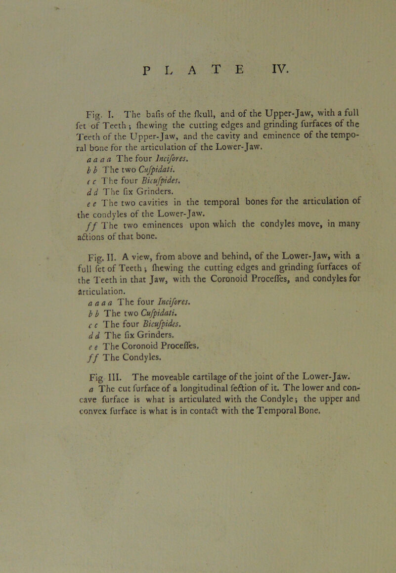Fig. I. The bafis of the fkull, and of the Upper-Jaw, with a full fet of Teeth ; fhewing the cutting edges and grinding furfaces of the Teeth of the Upper-Jaw, and the cavity and eminence of the tempo- ral bone for the articulation of the Lower-Jaw. a a a a The four lncifores. b b The two Cufpidati. c c The four Bicufpides. dd The fix Grinders. e e The two cavities in the temporal bones for the articulation of the condyles of the Lower-Jaw. ff The two eminences upon which the condyles move, in many adlions of that bone. Fig. II. A view, from above and behind, of the Lower-Jaw, with a full fet of Teeth ; (hewing the cutting edges and grinding furfaces of the Teeth in that Jaw, with the Coronoid Proceffes, and condyles for articulation. a aaa The four lncifores. b b The two Cufpidati. c c The four Bicufpides. dd The fix Grinders. e e The Coronoid Procefies. ff The Condyles. Fig III. The moveable cartilage of the joint of the Lower-Jaw. a The cut furface of a longitudinal feftion of it. The lower and con- cave furface is what is articulated with the Condyle; the upper and convex furface is what is in contact with the Temporal Bone.