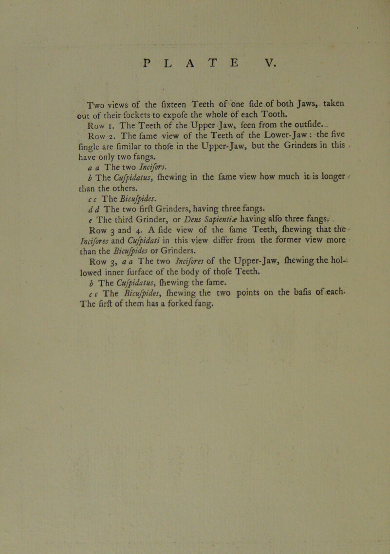 Two views of the fixteen Teeth of one fide of both Jaws, taken out of their fockets to expofe the whole of each Tooth. Row i. The Teeth of the Upper Jaw, feen from the outfide. Row 2. The fame view of the Teeth of the Lower-Jaw : the five fingle are fimilar to thofe in the Upper-Jaw, but the Grinders in this have only two fangs. a a The two Incifors. b The Cufpidatus, fhewing in the fame view how much it is longer than the others. c c The Bicufpides. d d The two firft Grinders, having three fangs* e The third Grinder, or Dens Sapientia having alfo three fangs. . Row 3 and 4. A fide view of the fame Teeth, fhewing that the Incifores and Cufpidati in this view differ from the former view more than the Bicufpides or Grinders. Row 3, a a The two Incifores of the Upper-Jaw, fhewing the hol- lowed inner furface of the body of thofe Teeth. b The Cufpidatus, fhewing the fame. c c The Bicufpides, fhewing the two points on the bafis of each. The firft of them has a forked fang.