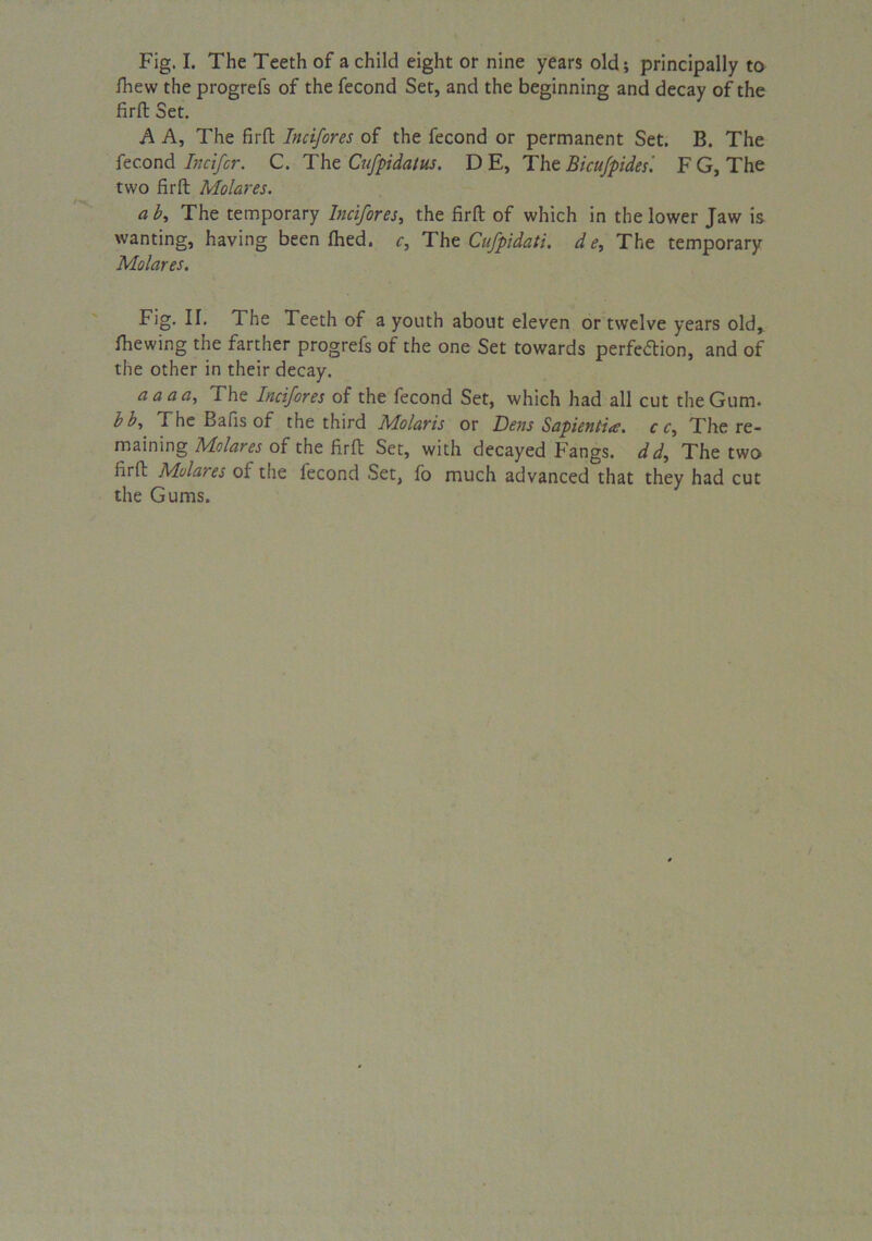 Fig. I. The Teeth of a child eight or nine years old; principally to fhew the progrefs of the fecond Set, and the beginning and decay of the firft Set. A A, The firfl Incifores of the fecond or permanent Set. B. The fecond Incifcr. C. The Cufpidatus. D E, The Bicufpides'. FG, The two firft Molares. (ib, The temporary Incifores, the firft of which in the lower Jaw is wanting, having been fhed. c, The Cufpidati. d e, The temporary Molares. Fig. II. The Teeth of a youth about eleven or twelve years old, fhewing the farther progrefs of the one Set towards perfection, and of the other in their decay. aaaa. The Incifores of the fecond Set, which had all cut the Gum. bb. The Bafis of the third Molaris or Dens Sapientia. c c, The re- maining Molares of the firft Set, with decayed Fangs. ddy The two firft Molares of the fecond Set, fo much advanced that they had cut the Gums.