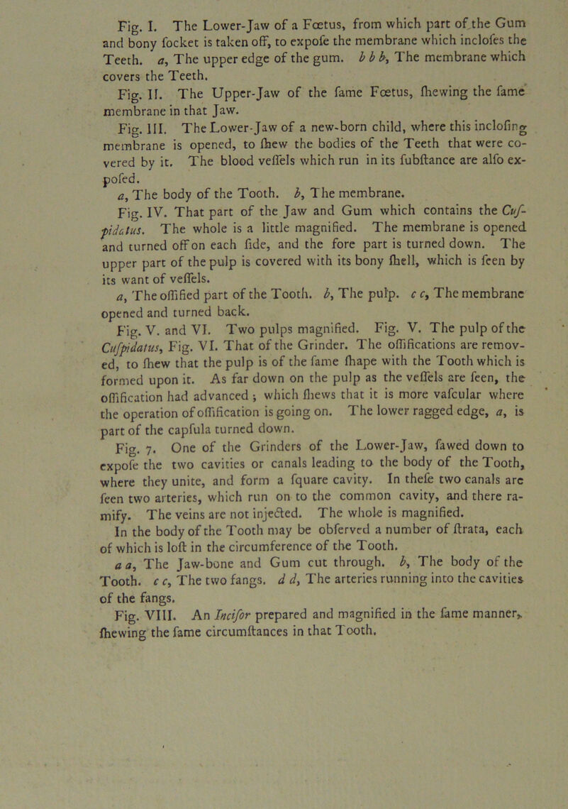 Fig. I. The Lower-Jaw of a Foetus, from which part of the Gum and bony focket is taken off, to expofe the membrane which inclofes the Teeth, a, The upper edge of the gum. b b by The membrane which covers the Teeth. Fig. II. The Upper-Jaw of the fame Foetus, fhewing the fame membrane in that Jaw. Fig. III. The Lower-Jaw of a new-born child, where this inclofing membrane is opened, to fhew the bodies of the Teeth that were co- vered by it. The blood velfels which run in its fubftance are alfo ex- pofed. a, The body of the Tooth, b, The membrane. Fig. IV. That part of the Jaw and Gum which contains the Cuf- fidatus. The whole is a little magnified. The membrane is opened, and turned off on each fide, and the fore part is turned down. The upper part of the pulp is covered with its bony fhell, which is feen by its want of veffels. a, The offified part of the Tooth, b, The pulp, c c, The membrane opened and turned back. Fig. V. and VI. Two pulps magnified. Fig. V. The pulp of the Cuftndatus, Fig. VI. That of the Grinder. The offifications are remov- ed, to fhew that the pulp is of the fame fhape with the Tooth which is formed upon it. As far down on the pulp as the veffels are feen, the offification had advanced ; which fhews that it is more vafcular where the operation of offification is going on. The lower ragged edge, a, is part of the capfula turned down. Fig. 7. One of the Grinders of the Lower-Jaw, fa wed down to expofe the two cavities or canals leading to the body of the Tooth, where they unite, and form a fquare cavity. In thefe two canals arc feen two arteries, which run on to the common cavity, and there ra- mify. The veins are not injected. The whole is magnified. In the body of the Tooth may be obferved a number of ftrata, each of which is loft in the circumference of the Tooth. a a. The Jaw-bone and Gum cut through, b, The body of the Tooth, c c. The two fangs, d dy The arteries running into the cavities of the fangs. Fig. VIII. An Incifor prepared and magnified in the fame manner* fhewing the fame circumftances in that Tooth.