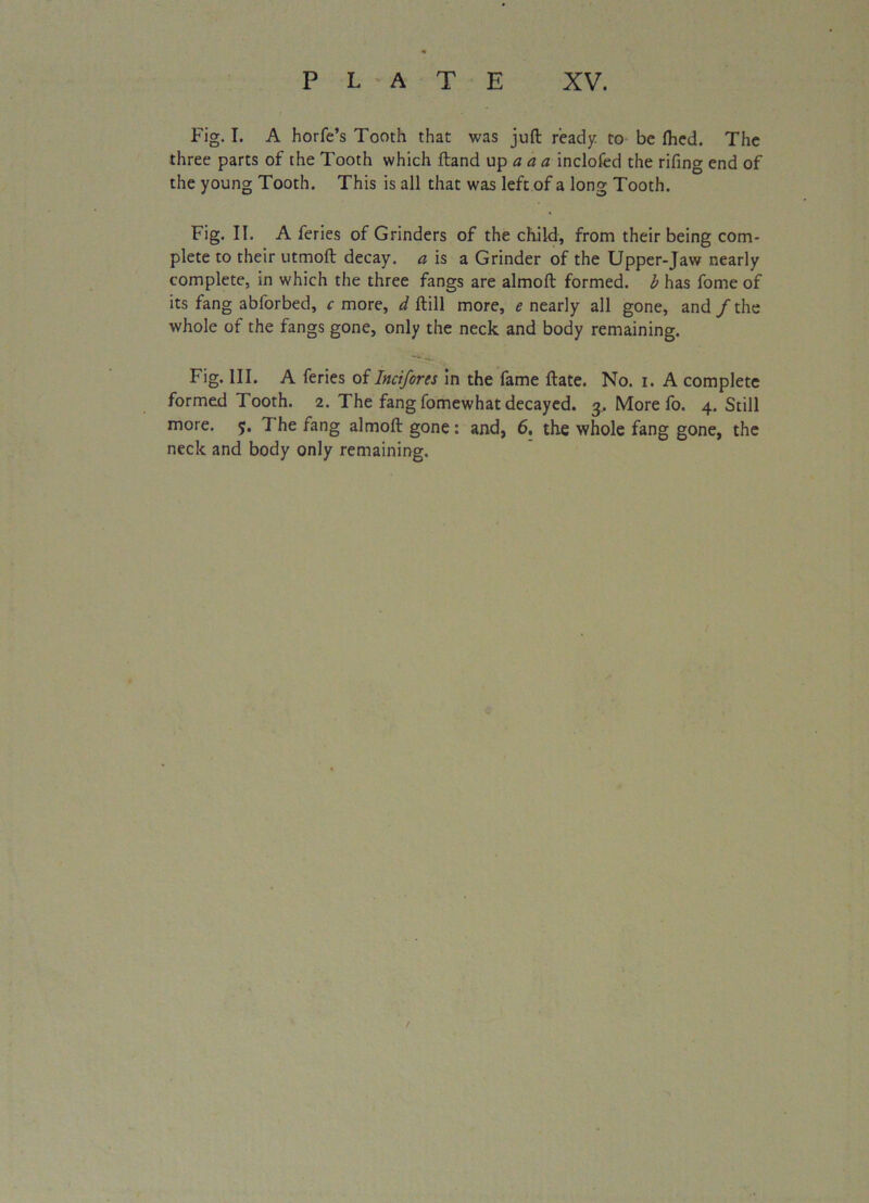 Fig. I. A horfe’s Tooth that was juft ready to be ftied. The three parts of the Tooth which ftand up a a a inclofed the rifing end of the young Tooth. This is all that was left of a long Tooth. Fig. II. A feries of Grinders of the child, from their being com- plete to their utmoft decay, a is a Grinder of the Upper-Jaw nearly complete, in which the three fangs are almoft formed, b has fome of its fang abforbed, r more, d ftill more, e nearly all gone, and/the whole of the fangs gone, only the neck and body remaining. Fig. III. A feries of Incifores in the fame ftate. No. i. A complete formed Tooth. 2. The fang fomewhat decayed. 3. More fo. 4. Still more. 5. The fang almoft gone: and, 6. the whole fang gone, the neck and body only remaining.