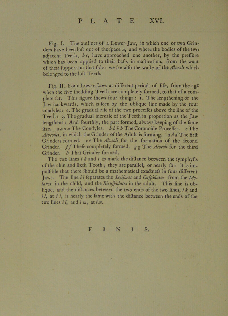 Fig. I. The outlines of a Lower-Jaw, in which one or two Grin- ders have been loft out of the fpace a, and where the bodies of the two adjacent Teeth, be, have approached one another, by the preflure which has been applied to their bafis in maftication, from the want of their fupport on that fide: we fee alfo the wafte of thc Alveoli which belonged to the loft Teeth. Fig. II. Four Lower-Jaws at different periods of life, from the age when the five fliedding Teeth are completely formed, to that of a com- plete let. This figure fhews four things: i. The lengthening of the Jaw backwards, which is feen by the oblique line made by the four condyles: 2. The gradual rife of the two procefies above the line of the Teeth : 3. The gradual increafe of the Teeth in proportion as the Jaw lengthens: And fourthly, the part formed, always keeping of the fame fize. a a a a The Condyles, b b b b The Coronoide Procefles. cThe Alveolus, in which the Grinder of the Adult is forming, ddd The firft Grinders formed, e e The Alveoli .for the formation of the fecond Grinder. // Thefe completely formed, gg The Alveoli for the third Grinder, b That Grinder formed. The two lines i k and i m mark the diftance between the fymphyfis of the chin and fixth Tooth ; they are parallel, or nearly fo : it is im- poffible that there fhould be a mathematical exadtnefs in four different Jaws. The line il feparates the Incifores and Cufpidatus from the Mo- lares in the child, and tht Bicufpidates in the adult. This line is ob- lique, and the diftances between the two ends of the two lines, i k and i /, at i i, is nearly the fame with the diftance between the ends of the two lines il, and i m, at/m. F I N I S.