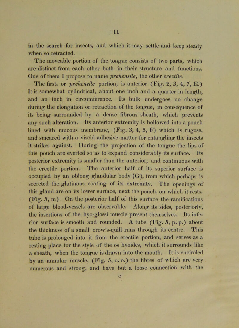 in the search for insects, and which it may settle and keep steady when so retracted. Tlie moveable portion of the tongue consists of two parts, which are distinct from each other both in their structure and functions. One of them I propose to name 'prehensile, the other erectile. The first, or prehensile portion, is anterior (Fig. 2, 3, 4, 7, E.) It is somewhat cylindrical, about one inch and a quarter in length, and an inch in circumference. Its bulk undergoes no change during the elongation or retraction of the tongue, in consequence of its being surrounded by a dense fibrous sheath, which prevents any such alteration. Its anterior extremity is hollowed into a pouch lined with mucous membrane, (Fig. 3, 4, 5, F) which is rugose, and smeared with a viscid adhesive matter for entangling the insects it strikes against. During the projection of the tongue the lips of this pouch are everted so as to expand considerably its surface. Its posterior extremity is smaller than the anterior, -and continuous with the erectile portion. The anterior half of its superior surface is occupied by an oblong glandular body (G), from which perhaps is secreted the glutinous coating of its extremity. The openings of this gland are on its lower surface, next the pouch, on which it rests. (Fig. 5, m) On the posterior half of this surface the ramifications of large blood-vessels are observable. Along its sides, posteriorly, the insertions of the hyo-glossi muscle present themselves. Its infe- rior surface is smooth and rounded. A tube (Fig. 5, p. p.) about the thickness of a small crow’s-quill runs through its centre. This tube is prolonged into it from the erectile portion, and serves as a resting place for the style of the os hyoides, which it surrounds like a sheath, when the tongue is drawn into the mouth. It is encircled by an annular muscle, (Fig. 3, o. o.) the fibres of which are very numerous and strong, and have but a loose connection with the c