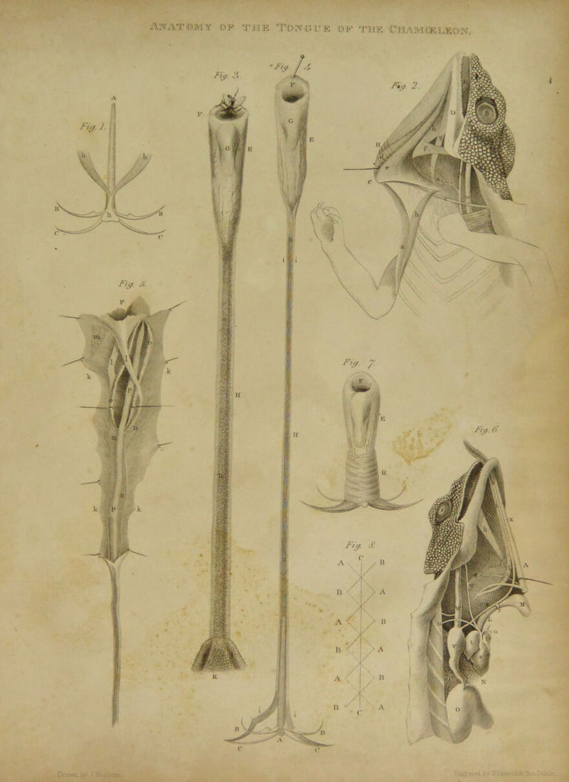 .\;N’AT OM Y or Tjr.E TDA'CU'K of TRE CnAMlKLKON. A Dr twr* t:y j Houiion