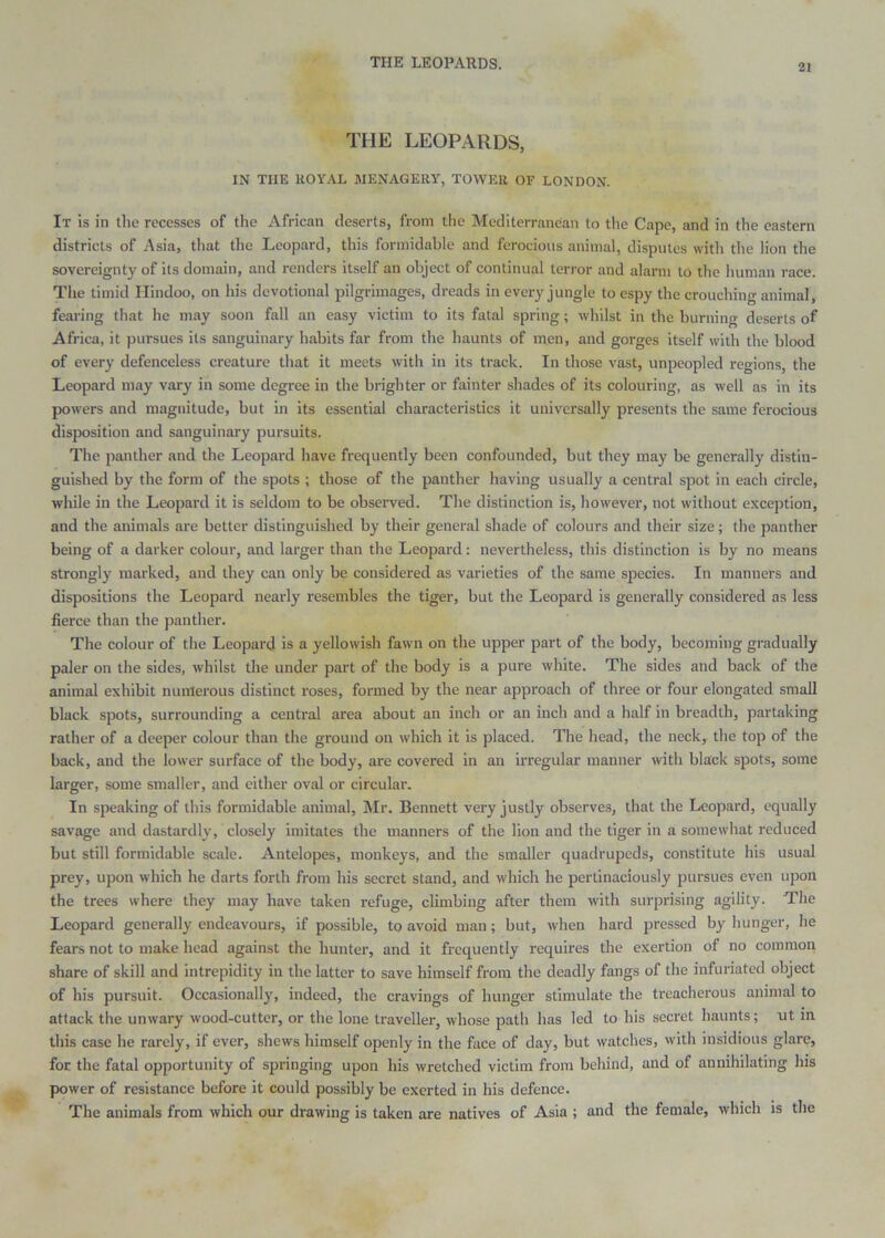 THE LEOPARDS, IN THE KOYAL MENAGERY, TOWER OF LONDON. It is in the recesses of the African deserts, from the Mediterranean to the Cape, and in the eastern districts of Asia, that the Leopard, this formidable and ferocious animal, disputes with the lion the sovereignty of its domain, and renders itself an object of continual terror and alarm to the human race. The timid Hindoo, on his devotional pilgrimages, dreads in every jungle to espy the crouching animal, fearing that he may soon fall an easy victim to its fatal spring; whilst in the burnino- deserts of Africa, it pursues its sanguinary habits far from the haunts of men, and gorges itself with the blood of every defenceless creature that it meets with in its track. In those vast, unpeopled regions, the Leopard may vary in some degree in the brighter or fainter shades of its colouring, as well as in its powers and magnitude, but in its essential characteristics it universally presents the same ferocious disposition and sanguinary pursuits. The panther and the Leopai'd have frequently been confounded, but they may be generally distin- guished by the form of the spots ; those of the panther having usually a central spot in each circle, while in the Leopard it is seldom to be observed. The distinction is, however, not without e.vception, and the animals are better distinguished by their general shade of colours and their size; the panther being of a darker colour, and larger than the Leopard: nevertheless, this distinction is by no means strongly marked, and they can only be considered as varieties of the same species. In manners and dispositions the Leopard nearly resembles the tiger, but the Leopard is generally considered as less fierce than the panther. The colour of the Leopard is a yellowish fawn on the upper part of the body, becoming gradually paler on the sides, whilst the under part of the body is a pure white. The sides and back of the animal exhibit numerous distinct roses, formed by the near approach of three or four elongated small black spots, surrounding a central area about an inch or an inch and a half in breadth, partaking rather of a deeper colour than the ground on which it is placed. The head, the neck, the top of the back, and the lower surface of the body, are covered in an irregular manner with black spots, some larger, some smaller, and either oval or circular. In speaking of this formidable animal, Mr. Bennett very justly observes, that the Leopard, equally savage and dastardly, closely imitates the manners of the lion and the tiger in a somewhat reduced but still formidable scale. Antelopes, monkey's, and the smaller quadrupeds, constitute his usual prey, upon which he darts forth from his secret stand, and which he pertinaciously pursues even upon the trees where they may have taken refuge, climbing after them with surprising agility. The Leopard generally endeavours, if possible, to avoid man; but, when hard pressed by hunger, he fears not to make head against the hunter, and it frequently requires the exertion of no common share of skill and intrepidity in the latter to save himself from the deadly fangs of the infuriated object of his pursuit. Occasionally, indeed, the cravings of hunger stimulate the treacherous animal to attack the unwary wood-cutter, or the lone traveller, whose path has led to his secret haunts; ut in this case he rarely, if ever, shews himself openly in the face of day, but watches, with insidious glare, for the fatal opportunity of springing upon his wretched victim from behind, and of annihilating his power of resistance before it could possibly be exerted in his defence. The animals from which our drawing is taken are natives of Asia ; and the female, which is the