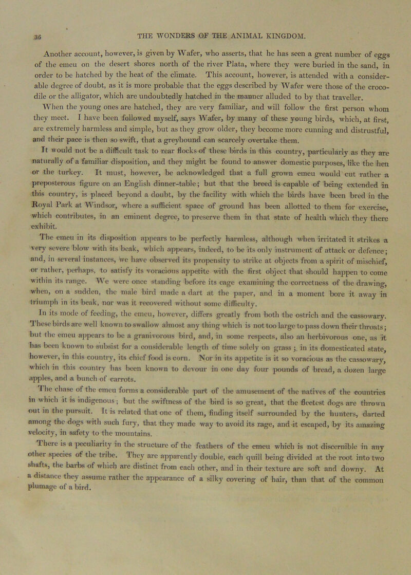 Another account, however, is given by Wafer, who asserts, that he has seen a great number of eggs of the emeu on the desert shores north of the river Plata, where they were buried in the sand, in order to be liatched by the heat of the climate. This account, however, is attended with a consider- able degree of doubt, as it is more probable that the eggs described by Wafer were those of the croco- dile or the alligator, which are undoubtedly hatched in the manner alluded to by that traveller. When the young ones are hatched, they are very familiar, and will follow the first person whom they meet. I have been followed myself, says Wafer, by many of these young birds, which, at first, are extremely harmless and simple, but as they grow older, they become more cunning and distrustful, and their pace is then so swift, that a greyhound can scarcely overtake them. It would not be a difficult task to rear flocks of these birds in this country, particularly as they are naturally of a familiar disposition, and they might be found to answer domestic purposes, like the hen or the turkey. It must, however, be acknowledged that a full grown emeu would cut rather a prejmsterous figure on an English dinner-table; but that the breed is capable of being extended in this country, is placed beyond a doubt, b}' the facility with which the birds have been bred in the Royal Park at Windsor, where a sufficient space of ground has been allotted to them for exercise, which contributes, in an eminent degree, to preserve them in that state of health which they there exhibit. 1 he emeu in its disposition appears to be perfectly harmless, although when irritated it strikes a very severe blow with its beak, which appears, indeed, to be its only instrument of attack or defence; and, in several instances, we hax'c observed its projjensity to strike at objects from a spirit of mischief, or rather, perhaps, to satisfy its voracious appetite with the first object that should happen to come within its range. 'V\’'e were once standing before its cage examining the correctness of the drawing, when, on a sudden, the male bird made a dart at the paper, and in a moment bore it away in triumph in its beak, nor was it recovered without some difficulty. In its moile of feeding, the emeu, however, differs greatly from both the ostrich and the cassowaiy. These birds are well known to swallow almost any thing which is not too large to pass down their throats; but the emeu ajipears to be a granivorous bird, and, in some respects, also an herbivorous one, as it has been known to eubsist for a considerable length of time solely on grass j, in its domesticated state, however, in this country, its chief food is corn. Nor in its appetite is it so voracious as the cassowary, which in this country has been known to devour in one day four pounds of bread, a dozen large apples, and a bunch of carrots. I he chase of the emeu forms a considerable part of the amusement of the natives of the countries in which it is indigenous; but the swiftness of the bird is so great, that the fleetest dogs are thrown out in the pursuit. It is related that one of them, finding itself surrounded by the hunters, darted among the dogs with such fury, that they made way to avoid its rage, and-it escaped, by its amazing velocity, in safety to the mountains. There is a peculiarity in the structure of the feathers of the emeu which is not discernible in any other species of the tribe. 1 hey are apparently double, each quill being di^dded at the root into two shafts, the barbs of which are distinct from each other, and in their texture are soft and downy. At a distance they assume rather the appearance of a silky covering of hair, than that of the common plumage of a bird.