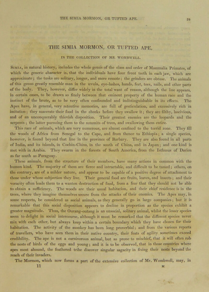 THE SIMIA MORMON, OR TUFTED APE. THE SIMIA MORMON, OR TUFTED APE, IN THE COLLECTION OF MR. M'OMBWELL. SiMiA, in natural histoiy, includes the whole genus of the class and order of Mammalia Primates, of which the generic character is, that the individuals have four front teeth in each jaw, which are approximate; the tusks are solitary, longer, and more remote; the grinders are obtuse. Tlie animals of this genus greatly resemble man in the uvula, eye-lashes, hands, feet, toes, nails, and other parts of the body. They, however, dilfer widely in the total want of reason, although the line appears, in certain cases, to be drawn so finely between that eminent property of the human race and the instinct of the brute, as to be very often confounded and indistinguishable in its effects. The Apes have, in general, very retentive memories, are full of gesticulation, and excessively rich in imitation ; they macerate tlieir food in the cheeks before they swallow it; they are filthy, lascivious, and of an unconquerably thievish disposition. Their greatest enemies are the leopards and the serpents ; the latter pursuing them to the summits of trees, and swallowing them entire. This race of animals, which are very numerous, are almost confined to the torrid zone. Tliey fill the woods of Africa from Senegal to the Cape, and from thence to Ethiopia; a single species, however, is found beyond tliat line in the province of Barhary. Tliey are also found in all parts of India, and its islands, in Cochin-China, in the south of China, and in Japan; and one kind is met with in Arabia. They swarm in the forests of South America, from the Isthmus of Darien as far south as Paraguay. These animals, from the structure of their members, have many actions in common with the human kind. The majority of them are fierce and intractable, and difficult to be tamed ; others, on the contrary, are of a milder nature, and appear to be capable of a positive degree of attachment to those under whose subjection they live. Their general food are fruits, leaves, and insects; and their voracity often leads them to a wanton destruction of food, from a fear that they should not be able to obtain a sufficiency. The woods are their usual habitation, and their chief residence is in the trees, where they imagine themselves secure from the attacks of their enemies. The Apes may, in some respects, be considered as social animals, as they generally go in large companies; but it is remarkable that this social disposition appears to decline in proportion as the species exhibit a greater magnitude. Thus, the Ourang-outang is an unsocial, solitary animal, whilst the lesser species seem to delight in social intercourse, although it must be remarked that the different species never mix with each other, but always keep within a certain boundary which they have chosen for their habitation. The activity of the monkey has been long proverbial; and from the various reports of travellers, who have seen them in their native country, their feats of agility sometimes exceed credibility. The ape is not a carnivorous animal, but so prone to mischief, that it will often rob the nests of birds of the eggs and young; and it is to be observed, that in those countries where apes most abound, the feathered tribe discover singular sagacity in fixing their nests beyond the reach of their invaders. The Mormon, which now forms a part of the extensive collection of Mr. Wombwell, may, in 11 M V-.