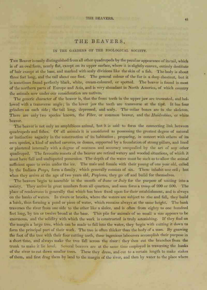 THE BEAVERS. THE BEAVERS, IN THE GARDENS OF THE ZOOLOGICAL SOCIETY. Thb Beaver is easily distinguished from all other quadrupeds by the peculiar appearance of its tail, which is of an oval form, nearly flat, except on its upper surface, where it is slightly convex, entirely destitute of hair except at the base, and marked with scaly divisions like the skin of a fish. The body is about three feet long, and the tail about one foot. The general colour of the fur is a deep chestnut, but it is sometimes found perfectly black, white, cream-coloured, or spotted. The beaver is found in most of the northern parts of Europe and Asia, and is very abundant in North America, of which country the animals now under our consideration are natives. The generic character of the beaver is, that the front teeth in the upper jaw are truncated, and hol- lowed with a transverse angle; in the lower jaw the teeth are transverse at the tip?. It has four grinders on each side; the tail long, depressed, and scaly. The collar bones are in the skeleton. There are only two species known, the Fiber, or common beaver, and the Huidrobius, or white beaver. The beaver is not only an amphibious animal, but it is said to form the connecting link between quadrupeds and fishes. Of all animals it is considered as possessing the greatest degree of natural or instinctive sagacity in the construction of its habitation ; preparing, in concert with others of its own species, a kind of arched caverns, or domes, supported by a foundation of strong pillars, and lined or plastered internally with a degree of neatness and accuracy unequalled by the art of any other quadruped. The favourite resorts of the beaver are retired watery and wooded situations, of which it must have full and undisputed possession. The depth of the water must be such as to allow the animal sufficient space to swim under the ice. The male and female with their young of one year old, called by the Indians Peoys, form a family, which generally consists of six. These inhabit one cell; but when they arrive at the age of two years old, Paylems, they go off and build for themselves. The beavers begin to assemble in the month of June or July for the purpose of uniting into a society. They arrive in great numbers from all quarters, and soon form a troop of 200 or 300. The place of rendezvous is generally that which has been fixed upon for their establishment, and is always on the banks of waters. In rivers or brooks, where the waters are subject to rise and fall, they build a bank, thus forming a pond or piece of water, which remains always at the same heiglit. The bank traverses the river from one side to the other like a sluice, and is often from eighty to one hundred feet long, by ten or twelve broad at the base. This pile for animals of so small a size appears to be enormous, and the solidity with which the work is constructed is truly astonishing. If they find on the margin a large tree, which can be made to fall into the water, they begin with cutting it down to form the principal part of their work. The tree is often thicker than the body of a man. By gnawing the foot of tlie tree with their four cutting teeth, these ingenious labourers accomplish their purpose in a short time, and always make the tree fall across the river; they then cut the branches from the trunk to make it lie level. Several beavers are at the same time employed in traversing the banks of the river to cut down smaller trees. These they dress, and cut to a certain length to make stakes of them, and first drag them by land to the margin of the river, and then by water to the place where