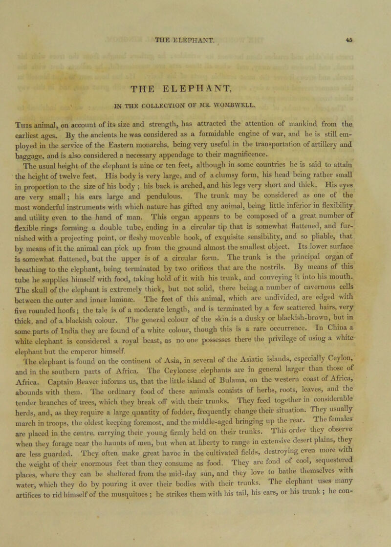 I THE ELEPHANT, ' IN THE COLLECTION OF MR. WOMBV^'ELL. This animal, on account of its size and strengtli, has attracted the attention of mankind from the earliest ages. By the ancients he was considered as a formidable engine of war, and ho is still em- ployed in the service of the Eastern monarchs, being very useful in the transportation of artillery and baggage, and is also considered a necessary appendage to their magnificence. The usual height of the elephant is nine or ten feet, although in some countries he is said to attain the lieight of twelve feet. His body is very large, and of a clumsy form, his head being rather small in proportion to the size of his body ; his back is arched, and his legs very short and thick. His eyes are very small; his ears large and pendulous. The trunk may be considered as one of the most wonderful instruments with which nature has gifted any animal, being little inferior in flexibility and utility even to the hand of man. This organ appears to be composed of a great number of flexible rings forming a double tube, ending in a circular tip that is somewhat flattened, and fur- nished with a projecting point, or fleshy moveable hook, of exquisite sensibility, and so pliable, that by means of it the animal can pick up from the ground almost the smallest object. Its lower surface is somewhat flattened, but the upper is of a circular form. The trunk is the principal organ of breathing to the elephant, being terminated by two orifices that are the nostrils. By means of this tube he supplies himself with food, taking hold of it with his trunk, and conveying it into his mouth. The skull of the elephant is extremely thick, but not solid, there being a number of cavernous cells between die outer and inner lamime. The feet of this animal, which are undivided, are edged with five rounded hoofs; the tale is of a moderate length, and is terminated by a few scattered hairs, very thick, and of a blackish colour. The general colour of the skin is a dusky or blackish-brown, but in some parts of India they are found of a white colour, though this is a rare occurrence. In China a white elephant is considered a royal beast, as no one possesses there the privilege of using a white elephant but the emperor himself. The elephant is found on the continent of Asia, in several of the Asiatic islands, especially Ceylon, and in the southern parts of Africa. The Ceylonese .elephants are in general larger than those of Africa. Captain Beaver informs us, that the little island of Bulama, on the western coast of Africa, abounds with them. The ordinary food of these animals consists of herbs, roots, leaves, and the tender branches of trees, which they break off with their trunks. They feed together in^ considerable herds, and, as they require a large quantity of fodder, frequently change their situation. They usually march in troops, the oldest keeping foremost, and the middle-aged bringing up the rear. The females are placed in the centre, carrying their young firmly held on their trunks. This order they^ observe when they forage near the haunts of men, but when at liberty to range in extensive desert plains, they are less guarded. They often make great havoc in the cultivated fields, destroying even more with the weight of their enormous feet than they consume as food. They are fond of cool, sequestered places, where they can be sheltered from the mid-day sun, and they love to bathe themselves with water, which they do by pouring it over their bodies with their trunks. The elephant uses many artifices to rid himself of the musquitocs ; he strikes them with his tail, his ears, or his trunk , he con-