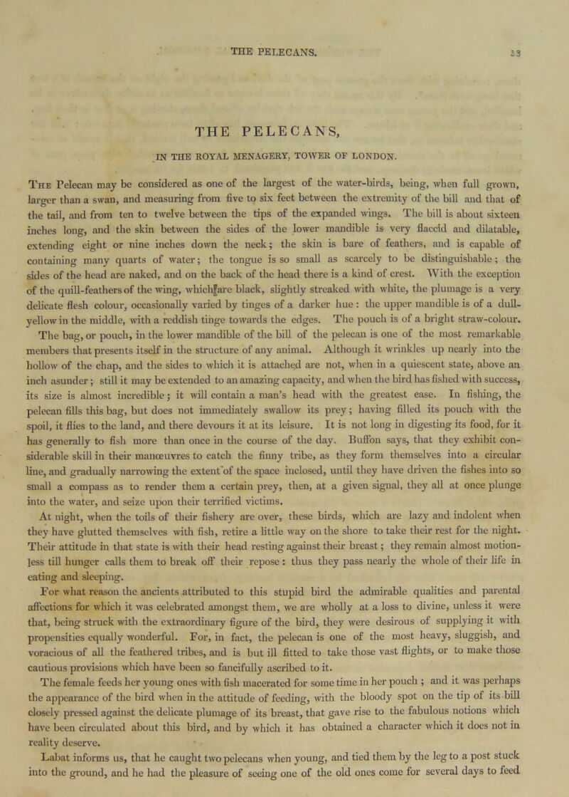 THE PELECANS, JN THE ROYiVL MENAGERY, TOWER OF LONDON. The Pelecan may be considered as one of the largest of the water-birds, being, when full giown, larger than a swan, and measuring from five to six feet between the extremity of the bill and that of the tail, and from ten to twelve between the tips of the expanded wings. Tlie bill is about sixteen inches long, and the skin between the sides of the lower mandible is very flaccid and dilatable, extending eight or nine inches down the neck; the skin is bare of feathers, and is capable of containing many quarts of water; the tongue is so small as scarcely to be distinguishable; the sides of the head are naked, and on the back of the head there is a kind of crest. With the exception of the quill-feathers of the wing, which|are black, slightly streaked with white, the plumage is a very delicate flesh colour, occasionally varied by tinges of a darker hue ; the upper mandible is of a dull- yellow in the middle, with a reddish tinge towards the edges. The pouch is of a bright straw-colour. The bag, or pouch, in the lower mandible of the bill of the pelecan is one of the most remarkable members that presents itself in the structure of any animal. Although it wrinkles up nearly into the hollow of the chap, and the sides to which it is attached are not, when in a quiescent state, above an inch asunder; still it may be extended to an amazing capacity, and when the bird has fished with success, its size is almost incredible; it will contain a man’s head with the greatest ease. In fishing, the pelecan fills this bag, but does not immediately swallow its prey; having filled its pouch with the spoil, it flies to the land, and there devours it at its leisure. It is not long in digesting its food, for it has generally to fish more than once in the course of the day. Buffon says, that they exhibit con- siderable skill in their manoeuvres to catch the finny tribe, as they form themselves into a circular line, and gradually narrowing the extent'of the space inclosed, until they have driven the fishes into so small a compass as to render them a certain prey, then, at a given signal, they all at once plunge into the water, and seize upon their terrified victims. At night, when the toils of their fishery are over, these birds, which are lazy and indolent when they have glutted themselves with fish, retire a little way on the shore to take their rest for the night. > Their attitude in that state is with their head resting against their breast; they remain almost motion- less till hunger calls them to break off their repose: thus they pass nearly the whole of their life in eating and sleeping. For what reason the ancients attributed to tliis stupid bird the admirable qualities and parental affections for which it was celebrated amongst them, we are wholly at a loss to divine, unless it were that, being strack with the extraordinary figure of the bird, they were desirous of supplying it with propensities equally wonderful. For, in fact, the pelecan is one of the most heavy, sluggish, and voracious of all the feathered tribes, and is but ill fitted to take those vast flights, or to make those cautious provisions which have been so fancifully ascribed to it. The female feeds her young ones with fish macerated for some time in her pouch ; and it was perhaps the appearance of the bird when in the attitude of feeding, with the bloody spot on the tip of its bill closely pressed against the delicate plumage of its breast, that gave rise to the fabulous notions which have been circulated about this bird, and by which it has obtained a character which it does not in reality deserve. Labat informs us, that he caught two pelecans when young, and tied them by the leg to a post stuck into the ground, and he had the pleasure of seeing one of the old ones come for several days to feed