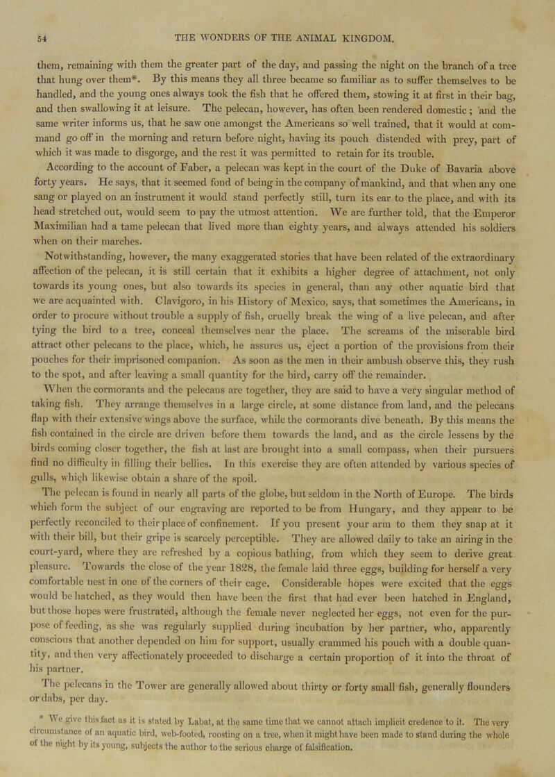 them, remaining with them the greater part of the day, and passing the nigiit on the branch of a tree that hung over them*. By this means they all three became so familiar as to suffer themselves to be handled, and the young ones always took the fish that he offered them, stowing it at first in their bag, and then swallowing it at leisure. The pelecan, however, has often been rendered domestic ; and the same writer informs us, that he saw one amongst the Americans so well trained, that it would at com- mand go off in the morning and return before night, having its pouch distended with prey, part of which it was made to disgorge, and the rest it was permitted to retain for its trouble. According to the account of Faber, a pelecan was kept in the court of the Duke of Bavaria above forty years. He says, that it seemed fond of being in the company of mankind, and that when any one sang or played on an instrument it would stand perfectly still, turn its ear to the place, and with its liead stretched out, would seem to pay the utmost attention. We are further told, that the Emperor Maximilian had a tame pelecan that lived more than eighty years, and always attended his soldiers when on their marches. Notwithstanding, however, the many exaggerated stories that have been related of the extraordinary affection of the pelecan, it is still certain that it exhibits a higher degree of attachment, not only towards its young ones, but also towards its species in general, than any other aquatic bird that we are acquainted with. Clavigoro, in his History of Mexico, says, that sometimes the Americans, in order to procure without trouble a supply of fish, cruelly break the wing of a live pelecan, and after tying the bird to a tree, conceal themselves near the place. The screams of the miserable bird attract other pelecans to the place, which, he assures us, eject a portion of the provisions from their pouches for their imprisoned companion. As soon as the men in their ambush observe this, they rush to the spot, and after leaving a small quantity for the bird, carry off the remainder., When the cormorants and the pelecans are together, they are said to have a very singular method of taking fish. They arrange themselves in a large cirele, at some distance from land, and the pelecans flap with their extensive wings above the surface, while the cormorants dive beneath. By this means the fish contained in the circle are driven before them towards the land, and as the circle lessens by the birds coming closer together, the fish at last arc brought into a small compass, when their pursuers find no difficulty in filling their bellies. In this exercise they arc often attended by various species of gulls, which likewise obtain a share of the spoil. The pelecan is found in nearly all parts of the globe, but seldom in the North of Europe. The birds which form the subject of our engraving are reported to be from Hungary, and they appear to be perfectly reconciled to their place of confinement. If you present your arm to them they snap at it with their bill, but their gripe is scarcely perceptible. They are allowed daily to take an airing in the court-yard, where thej' are refreshed by a copious bathing, from which they seem to derive great pleasure. Towards the close of the }'ear 1828, the female laid three eggs, building for herself a very comfortable nest in one of the corners of their cage. Considerable hopes were excited that the eggs would be hatched, as they would then have been the first that had ever been hatched in England, but those hopes were frustrated, although the female never neglected her eggs, not even for the pur- pose of feeding, as she was regularly supplied during incubation by her partner, who, apparently conscious that another depended on him for support, usually crammed his pouch with a double quan- tity, and then very affectionately proceeded to discharge a certain proportion of it into the throat of his partner. I he pelecans in the Tower are generally allowed about thirty or forty small fish, generally flounders or dabs, per day. * e give this fact as it is stated hy Labat, at tlie same time that we cannot attach implicit credence to it. Tlie very circumstance of an acpiatic bird, wel>footed, roosting on a tree, when it might have been made to stand during the whole of the night by its young, subjects the author to the serious charge of falsification.