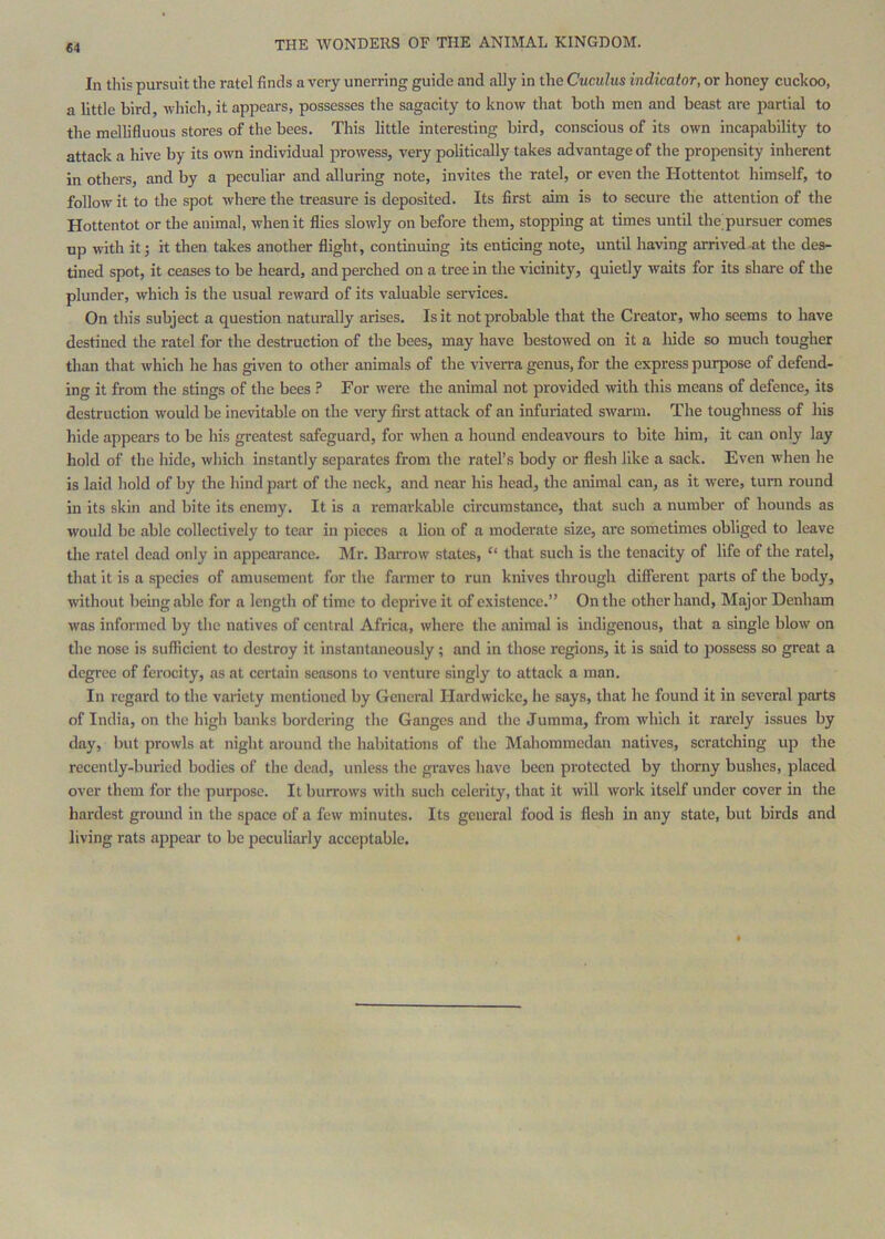In this pursuit the ratel finds a very unerring guide and ally in the Cuculus indicator, or honey cuckoo, a little bird, which, it appears, possesses the sagacity to know that both men and beast are partial to the mellifluous stores of the bees. This little interesting bird, conscious of its own incapability to attack a hive by its own individual prowess, very politically takes advantage of the propensity inherent in others, and by a peculiar and alluring note, invites the ratel, or even the Hottentot himself, to follow it to the spot where the treasure is deposited. Its first aim is to secure the attention of the Hottentot or the animal, when it flies slowly on before them, stopping at times until the pursuer comes np with it; it then takes another flight, continuing its enticing note, until having arrived .at the des- tined spot, it ceases to he heard, and perched on a tree in the vicinity, quietly waits for its share of the plunder, which is the usual reward of its valuable services. On this subject a question naturally arises. Is it not probable that the Creator, who seems to have destined the ratel for the destruction of the bees, may have bestowed on it a hide so much tougher than that which he has given to other animals of the vivem genus, for the express purpose of defend- ing it from the stings of the bees ? For were the animal not provided with this means of defence, its destruction would be inevitable on the very first attack of an infuriated swarm. The toughness of his hide appears to be his greatest safeguard, for when a hound endeavours to bite him, it can only lay hold of the hide, which instantly separates from the ratel’s body or flesh like a sack. Even when he is laid hold of by the hind part of the neck, and near his head, the animal can, as it were, turn round in its skin and bite its enemy. It is a remarkable circumstance, that such a number of hounds as would be able collectively to tear in pieces a lion of a moderate size, are sometimes obliged to leave the ratel dead only in appearance. Mr. Barrow states, “ that such is the tenacity of life of the ratel, that it is a species of amusement for the farmer to run knives through different parts of the body, without being able for a length of time to deprive it of existence.” On the other hand, Major Denham was informed by the natives of central Africa, where the animal is indigenous, that a single blow on the nose is sufficient to destroy it instantaneously; and in those regions, it is said to jiossess so great a degree of ferocity, as at certain seasons to venture singly to attack a man. In regard to the variety mentioned by General Hardwicke, he says, that he found it in several parts of India, on the high banks bordering the Ganges and the Jumma, from which it rarely issues by day, but prowls at night around the habitations of the Mahommedan natives, scratching up the recently-buried bodies of the dead, unless the graves have been protected by thorny bushes, placed over them for the purpose. It burrows witli such celerity, that it will work itself under cover in the hardest ground in the space of a few minutes. Its general food is flesh in any state, but birds and living rats appear to be peculiarly acceptable.