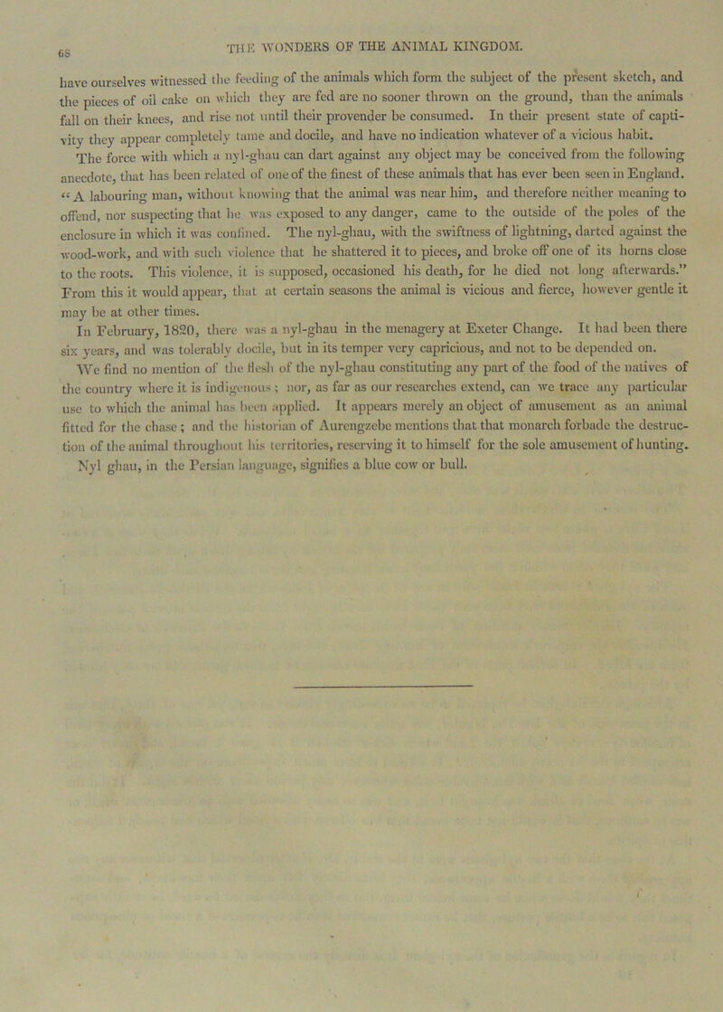 have ourselves witnessed the feeding of the animals which form the subject of the pfe.sent sketch, and the pieces of oil cake on which they arc fed are no sooner thrown on the ground, than the animals fall on their knees, and rise not until their provender be consumed. In their present state of capti- vity they appear completely tame and docile, and have no indication whatever of a vicious habit. The force with which a nyl-ghau can dart against any object may be conceived from the following anecdote, that has been related of one of the finest of these animals that has ever been seen in England. “A labouring man, without knowing that the animal was near him, and therefore neither meaning to offend, nor suspecting that he was exposed to any danger, came to the outside of the poles of the enclosure in which it was confined. The nyl-ghau, with the swiftness of lightning, darted against the wood-work, and with such violence that he shattered it to pieces, and broke off one of its horns close to the roots. This violoice, it is stipposed, occasioned his death, for he died not long afterwards.” From this it would appear, that at certain seasons the animal is vicious and fierce, however gentle it may be at other times. In February, 1820, there was a nyl-ghau in the menagery at Exeter Change. It had been there six years, and was tolerably docile, but in its temper very capricious, and not to be depended on. We find no mention ol’ the Hesh of the nyl-ghau constituting any part of the food of the natives of the country where it is indigeiiou.s ; nor, as far as our researches extend, can we trace any particular use to which the animal has been applied. It appeal's merely an object of amusement as an animal fitted for the chase ; and the Iiistoi ian of Aurengzebe mentions that that monarch forbade the destruc- tion of the animal throughout his territories, reserving it to himself for the sole amusement of hunting. Nyl ghau, in the Persian language, signifies a blue cow or bull.