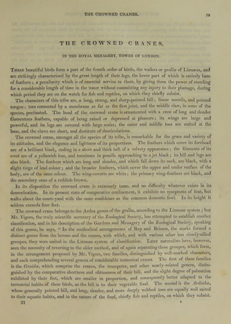 THE CROWNED CRANES. THE CROWNED CRANES, IN THE ROYAL MENAGERY, TOWER OF LONDON. These beautiful birds form a part of the fourth order of birds, the waders or grallce of Linnaeus, and are strikingly characterized by the great length of their legs, the lower part of which is entirely bare of feathers ; a peculiarity which is of essential service to them, by giving them the power of standing for a considerable length of time in the water without committing any injury to their plumage, during which period they are on the watch for fish and reptiles, on whicli they chiefly subsist. The characters of this tribe are, a long, strong, and sharp-pointed bill; linear nostrils, and pointed tongue; toes connected by a membrane as far as the first joint, and the middle claw, in some of the species, pectinated. The head of the crowned crane is ornamented with a crest of long and slender filamentous feathers, capable of being raised or depressed at pleasure; its wings are large and powerful, and its legs are covered with large scales; the outer and middle toes are united at the base, and the claws are short, and destitute of denticulations. The crowned crane, amongst all the species of its tribe, is remarkable for the grace and variety of its attitudes, and the elegance and lightness of its proportions. The feathers which cover its forehead are of a brilliant black, ending in a short and thick tuft of a velvety appearance ; the filaments of its crest are of a yellowish hue, and terminate in pencils approaching to a jet black ; its bill and legs are also black. The feathers which are long and slender, and which fall down its neck, are black, with a slight tinge of lead colour ; and the broader feathers, which cover the upper and under surface of the body, are of the same colour. The wing-coverts are white; the primary wing-feathers are black, and the secondary ones of a reddish-brown. In its disposition the crowned crane is extremely tame, and no difficulty whatever exists in its domestication. In its present state of comparative confinement, it exhibits no symptoms of fear, but walks about the court-yard with the same confidence as the common domestic fowl. In its height it seldom exceeds four feet. The crowned crane belongs to the Ardea genus of the grallm, according to the Linnean system ; but ^Ir. Vigors, the truly scientific secretary of the Zoological Society, has attempted to establish another classification, and in his description of the Gardens and Menagery of the Zoological Society, speaking of this genus, he says, “ In the methodical arrangements of Ray and Brisson, the storks formed a distinct genus from the herons and the cranes, with which, and with various other less closely-allied groupcs, they were united in the Linnean system of classification. Later naturalists have, however, seen the necessity of reverting to the older method, and of again separating those groupes, which form, in the arrangement proposed by Mr. Vigors, two families, distinguished by well-marked character!?, and each comprehending several genera of considerable numerical extent. The first of these families is the Graidas, which comprise the cranes, the trumpeter, and other nearly-related genera, distin- guished by the comparative shortness and obtuseness of their bill, and the slight degree of palmatioii exhibited by their feet, which are smaller in proportion, and consequently better adapted to the terrestrial habits of these birds, as the bill is to their vegetable food. The second is the Ardeidce, whose generally pointed bill, and long, slender, and more deeply webbed toes are equally well suited to their aquatic habits, and to the nature of the food, chiefly fish and reptiles, on which they subsist. 21 ''