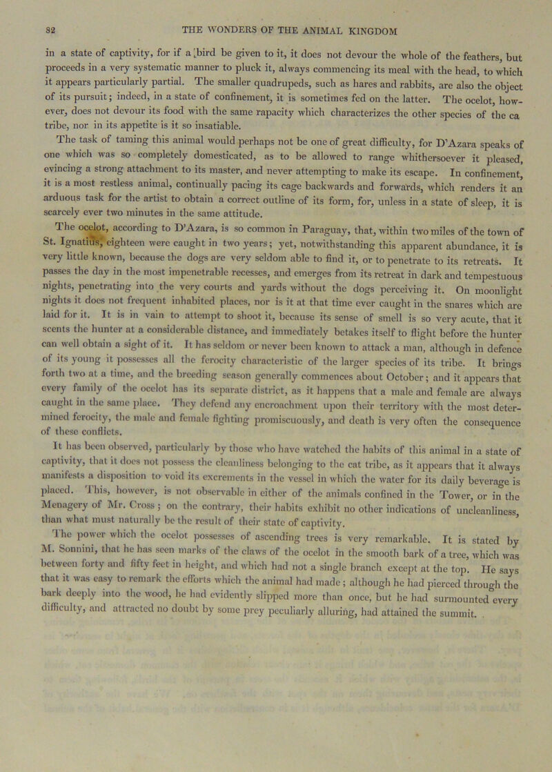 in a state of captivity, for if a '.bird be given to it, it does not devour the whole of the feathers, but proceeds in a very systematic manner to pluck it, always commencing its meal with the head, to which it appears particularly partial. The smaller quadrupeds, such as hares and rabbits, are also the object of its pursuit; indeed, in a state of confinement, it is sometimes fed on the latter. The ocelot, how- ever, does not devour its food with the same rapacity which characterizes the other species of the ca tribe, nor in its appetite is it so insatiable. The task of taming this animal would perhaps not be one of great difficulty, for D’Azara speaks of one which was so completely domesticated, as to be allowed to range whithersoever it pleased, evincing a strong attachment to its master, and never attempting to make its escape. In confinement, it is a most restless animal, continually pacing its cage backwards and forwards, which renders it an arduous task for the artist to obtain a correct outline of its form, for, unless in a state of sleep, it is scarcely ever two minutes in the same attitude. The ocdot, according to D’Azara, is so common in Paraguay, that, within two miles of the to\vn of St. IgnatiTs^eighteen were caught in two years; yet, notwithstanding this apparent abundance, it is very little known, because the dogs are very seldom able to find it, or to penetrate to its retreats. It passes the day in the most impenetrable recesses, and emerges from its retreat in dark and tempestuous nights, penetrating into the very courts and yards without the dogs perceiving it. On moonlight nights it does not frequent inhabited places, nor is it at that time ever caught in the snares which are laid for it. It is in vain to attempt to shoot it, because its sense of smell is so veiy acute, that it scents the hunter at a considerable distance, and immediately betakes itself to flight before the hunter can well obtain a sight of it. It has seldom or never been known to attack a man, although in defence of its young it possesses all the ferocity characteristic of the larger species of its tribe. It brinos forth two at a time, and the breeding season generally commences about October; and it appears that every family of the ocelot has its separate district, as it happens that a male and female are always caught in the same ])lace. They defend any encroachment upon their territory with the most deter- mined ferocity, the male and female fighting promiscuously, and death is very often the consequence of these conflicts. It has been observed, particularly by those who have watched the habits of this animal in a state of captivity, that it does not possess the cleanliness belonging to the cat tribe, as it appears that it always manifests a disposition to void its excrements in the vessel in which the water for its daily beverage is placed. Ihis, however, is not observable in either of the animals confined in the Tower, or in the Menagery of Mr. Cross ; on the contrary, their habits exhibit no other indications of uncleanliness than what must naturally be the result of their state of captivity. ’ 'J he power which the ocelot possesses of ascending trees is very remarkable. It is stated by M. Sonmni, that he has seen marks of the claws of the ocelot in the smooth bark of a tree, which was between forty and fifty feet in height, and which had not a single branch except at the top. He says that it was easy to remark the efforts which the animal had made; although he had pierced through the bark deeply into the wood, he had evidently .slipped more than once, but he had surmounted every difficulty, and attracted no doubt by some prey peculiarly alluring, had attained the summit. .