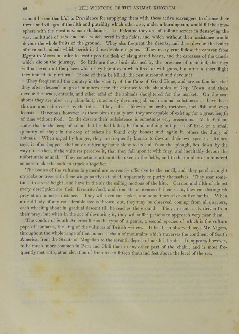 cannot be too thankful to Providence for supplying them with these active scavengers to cleanse their towns and villages of the filth and putridity which otherwise, under a burning sun, would fill the atmo- sphere with the most noxious exhalations. In Palestine they are of infinite service in destroying the vast multitude of rats and mice which breed in the fields, and which without their assistance would devour the whole fruits of the ground. They also frequent the deserts, and there devour the bodies of men and animals which perish in those desolate regions. They every year follow the caravan from Egypt to Mecca in order to feast upon the flesh of slaughtered beasts, and the carcasses of the camels w'hich die on the journey. So little are these birds alarmed by the presence of mankind, that they will not even quit the places which they haunt even when fired at with guns, hut after a short flight they immediately return. If one of them he killed, the rest surround and devour it. They frequent all the country in the vicinity of the Cape of Good Hope, and are so familiar, that they often descend in great numbers near the entrance to the shambles of Cape Town, and there devour the heads, entrails, and other offal of the animals slaughtered for the market. On the sea- shores they are also very abundant, voraciously devouring all such animal substances as have been thrown upon the coast by the tides. They subsist likewise on crabs, tortoises, shell-fish and even locusts. Ravenous, however, as these birds usually are, they are capable of existing for a great length of time without food. In the deserts their subsistence is sometimes very precarious. M. le Vaillant states that in the crop of some that he had killed, he found nothing but pieces of bark, or a small quantity of clay; in the crop of others he found only bones; and again in others the dung of animals. When urged by hunger, they are frequently known to devour their own species, Kolben says, it often happens that an ox returning home alone to its stall from the plough, lies down by the way; it is then, if the vultures perceive it, that they fall upon it with fury, and inevitably devour the unfortunate animal. They sometimes attempt the oxen in the fields, and to the number of a hundred or more make the sudden attack altogether. The bodies of the vultures in general are extremely offensive to the smell, and they perch at night on rocks or trees with their wings partly extended, apparently to purify themselves. They soar some- times to a vast height, and have in the air the sailing motions of the kite. Carrion and filth of almost every description are their favourite food, and from the acuteness of their scent, they can distinguish prey at an immense distance. They will even eat snakes, and sometimes seize on live lambs. When a dead body of any considerable size is thrown out, they'may be observed coming from all quarters, each wheeling about in gradual descent till he readies the ground. They are not easily driven from their prey, but when in the act of devouring it, they will suffer persons to approach very near them. The condur of South America forms the type of a genus, a second species of which is the vulture papa of Linnseus, the king of the vultures of British writers. It has been observed, says Mr. Vigors, throughout the whole range of that immense chain of mountains which traverses the continent of South America, from the Straits of Magellan to the seventh degree of north latitude. It appears, however, to be much more common in Peru and Chili than in any other part of the chain; and is most fre- quently met with, at an elevation of from ten to fifteen thousand feet above the level of the sea.