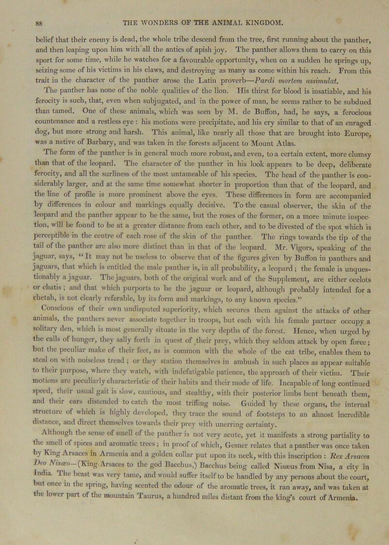 belief that their enemy is dead, the whole tribe descend from the tree, first running about the panther, and then leaping upon him with all the antics of apish joy. The panther allows them to carry on this sport for some time, while he watches for a favourable opportunity, when on a sudden he springs up, seizing some of his victims in his claws, and destroying as many as come within his reach. From this trait in the character of the panther arose the Latin proverb—Pardi mortem assimulat. The panther has none of the noble qualities of the lion. His thirst for blood is insatiable, and his ferocity is such, that, even when subjugated, and in the power of man, he seems rather to be subdued than tamed. One of these animals, which was seen by M. de Buffon, had, he says, a ferocious countenance and a restless eye : his motions were precipitate, and his cry similar to that of an enraged dog, but more strong and harsh. This animal, like nearly all those that are brought into Europe, was a native of Barbary, and was taken in the forests adjacent to Mount Atlas. The form of the panther is in general much more robust, and even, to a certain extent, more clumsy than that of the leopard. The character of the panther in his look appears to be deep, deliberate ferocity, and all the surliness of the most untameable of his species. The head of the panther is con- siderably larger, and at the same time somewhat shorter in proportion than that of the leopard, and the line of profile is more prominent above the eyes. These differences in form are accompanied by differences in colour and markings equally decisive. To the casual observer, the skin of the leopard and the panther appear to be the same, but the roses of the former, on a more minute inspec- tion, will be found to be at a greater distance from each other, and to be divested of the spot which is perccptilfie in the centre of each rose of the skin of the panther. The rings towards the tip of the tail of the panther arc also more distinct titan in that of the leopard. Mr. Vigors, speaking of the jaguar, says, “ It may not be useless to observe that of the figures given by Buffon in panthers and jaguars, that which is entitled the male panther is, in all probability, a leopard; the female is unques- tionably a jaguar. 1 he jaguars, botii of the original w'ork and of the Supplement, are either ocelots or chatis, and that which purjtorts to be the jaguar or leopard, although probably intended for a chetah, is not clearly referable, by its form and inarking.s, to any known species.” Conscious of their own undisputed superiority, which secures them against the attacks of other animals, the panthers never associate together in troops, but each with his female partner occupy a solitary den, which is most generally situate in the very depths of the forest. Hence, when urged by the calls of hunger, they sally forth in quest of their prey, which they seldom attack by open force; but the peculiar make of their feet, as is common with the whole of the cat tribe, enables them to steal on with noiseless tread ; or they station themselves in ambush in such places as appear suitable to their purpose, where they watch, with indefatigable patience, the approach of their victim. Their motions are jieculiarly characteristic of their habits and their mode of life. Incapable of long continued speed, their usual gait is slow, cautious, and stealthy, with their posterior limbs bent beneath them, and their ears distended to catch the most trifling noise. Guided by these organs, the internal structure of which is highly developed, they trace the sound of footsteps to an almost incredible distance, and direct themselves towards their prey with unerring certainty. Although the sense of smell of the panther is not very acute, yet it manifests a strong partiality to the smell of spices and aromatic trees; in proof of which, Gesiier relates that a panther was once taken by King Arsaces in Armenia and a golden collar put upon its neck, with this inscription : Rex Arsaces JJeo NiscEo-{King, \rsaces to the god Bacchus,) Bacchus being called Nismus from Nisa, a city in India. The beast was very tame, and would suffer itself to be handled by any persons about the court, but once in the spring, having scented the odour of the aromatic trees, it ran away, and was taken at the lower part of the mountain 1 aurus, a huiulred miles distant from the king’s court of Armenia.