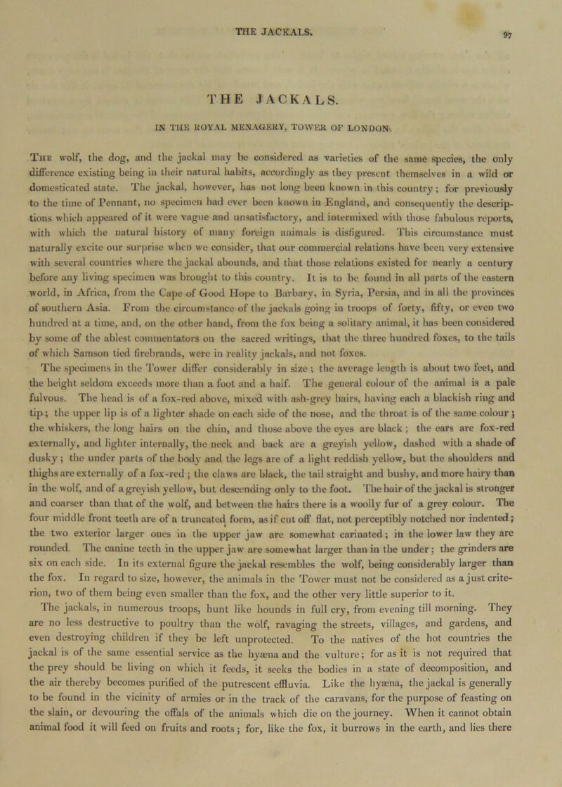 TilE JACKALS. THE JACKALS. IN TUK ROYAL MENAGERY, TOWER OF LONDON-. The wolf, the dog, and the jackal may be considered as varieties of the same species, the only difierence existing being in their natural habits, accordingly as they present themselves in a wild or domesticated state. The jackal, however, has not long been known in this country; for previously to the time of Pennant, no specimen had ever been known in England, and consequently the descrip- tions which appeared of it were vague and unsatisfactory, and intermixed with those fabulous reports, with which the natural history of many foreign animals is disfigured. This circumstance must naturally excite our surprise when we consider, that our commercial relations have been very extensive with several countries where the jackal abounds, and that those relations existed for nearly a century before any living specimen was brought to this country. It is to be found in all parts of the eastern world, in Africa, from the Cape of Good Hope to Barbary, in Syria, Persia, and in all the provinces of southern Asia. From the circumstance of the jackals going in troops of forty, fifty, or even two hundred at a time, and, on the other hand, from the fox being a solitary animal, it has been considered by some of the ablest commentators on the sacred writings, that the three hundred foxes, to the tails of which Samson tied firebrands, were in reality jackals, and not foxes. The sjiecimens in the Tower differ considerably in size ; the average length is about two feet, and the height seldom exceeds more than a foot and a half. The general colour of the animal is a pale fulvous. The head is of a fox-red above, mixed with ash-grey hairs, having each a blackish ring and tip; the upper lip is of a lighter shade on each side of the nose, and the throat is of the same colour; the whiskers, the long hairs on the chin, and those above the eyes are black ; the ears are fox-red externally, and lighter internally, the neck and back are a greyish yellow, dashed with a shade of dusky ; the under parts of the body and the legs are of a light reddish yellow, but the shoulders and thighs are externally of a fox-red ; the claws are black, the tail straight and bushy, and more hairy than in the wolf, and of a greyish yellow, but descending only to the foot. The liair of the jackal is stronger and coarser than that of the wolf, and between the hairs there is a woolly fur of a grey colour. The four middle front teeth are of a truncated form, as if cut ofi’ flat, not perceptibly notched nor indented; the two exterior larger ones in the upper jaw are somewhat carinated; in the lower law they are rounded. The canine teeth in the upper jaw are somewhat larger than in the under; the grinders are six on each side. In its external figure the jackal resembles the wolf, being considerably larger thaii the fox. In regard to size, however, the animals in the Tower must not be considered as a just crite- rion, two of them being even smaller than the fox, and the other very little superior to it. file jackals, in numerous troops, hunt like hounds in full cry, from evening till morning. They are no less destructive to poultry than the wolf, ravaging the streets, villages, and gardens, and even destroying children if they be left unprotected. To the natives of the hot countries the jackal is of the same essential service as the hya;na and the vulture; for as it is not required that the prey should be living on which it feeds, it seeks the bodies in a state of decomposition, and the air thereby becomes purified of the putrescent effluvia. Like the hyaena, the jackal is generally to be found in the vicinity of armies or in the track of the caravans, for the purpose of feasting on the slain, or devouring the offals of the animals which die on the journey. When it cannot obtain animal food it will feed on fruits and roots; for, like the fox, it burrows in the earth, and lies there