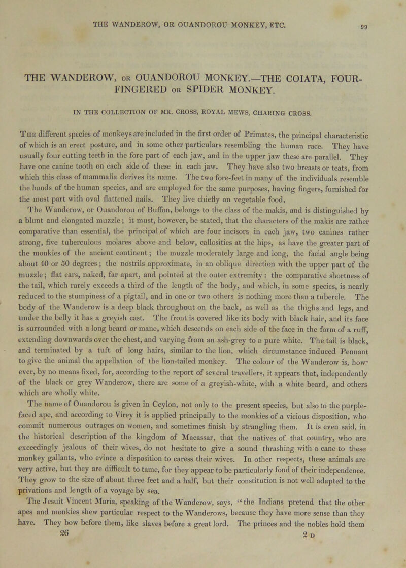 THE WANDEROW, OR OUANDOROU MONKEY, ETC. THE W.ANDEROW, or OUANDOROU MONKEY.—THE COIATA, FOUR- FINGERED OR SPIDER MONKEY. IN THE COLLECTION OF MR. CROSS, ROYAL MEWS, CHARING CROSS. THE different species of monkeys are included in the first order of Primates, the principal characteristic of which is an erect posture, and in some other particulars resembling the human race. They have usually four cutting teeth in the fore part of each jaw, and in the upper jaw these are parallel. They have one canine tooth on each side of these in each jaw. They have also two breasts or teats, from which this class of mammalia derives its name. The two fore-feet in many of the individuals resemble the hands of the human species, and are employed for the same purposes, having fingers, furnished for the most part with oval flattened nails. They live chiefly on vegetable food. The Wanderow, or Ouandorou of Buffon, belongs to the class of the makis, and is distinguished by a blunt and elongated muzzle; it must, however, be stated, that the characters of the makis are rather comparative than essential, the principal of which are four incisors in each jaw, two canines rather strong, five tuberculous molares above and below, callosities at the hips, as have the greater part of the monkies of the ancient continent; the muzzle moderately large and long, the facial angle beino- about 40 or 50 degrees; the nostrils approximate, in an oblique direction with the upper part of the muzzle; flat ears, naked, far apart, and pointed at the outer extremity : the comparative shortness of the tail, which rarely exceeds a third of the length of the body, and which, in some species, is nearly reduced to the stumpiness of a pigtail, and in one or two others is nothing more than a tubercle. The body of the AVanderow is a deep black throughout on the back, as well as the thighs and legs, and under the belly it has a gi-eyish cast. The front is covered like its body with black hair, and its face is surrounded with a long beard or mane, which descends on each side of the face in the form of a ruff, extending downwards over the chest, and varying from an ash-grey to a pure white. The tail is black, and terminated by a tuft of long hairs, similar to the lion, which circumstance induced Pennant to give the animal the appellation of the lion-tailed monkey. The colour of the AVanderow is, how- ever, by no means fixed, for, according to the report of several travellers, it appears that, independently of the black or grey AA^anderow, there are some of a greyish-white, with a white beard, and others which are wholly white. The name of Ouandorou is given in Ceylon, not only to the present species, but also to the purple- faced ape, and according to Virey it is applied principally to the monkies of a vicious disposition, who commit numerous outrages on women, and sometimes finish by strangling them. It is even said, in the historical description of the kingdom of Macassar, that the natives of that country, who are exceedingly jealous of their wives, do not hesitate to give a sound thrashing with a cane to these monkey gallants, who evince a disposition to caress their wives. In other respects, these animals are very active, but they are difficult to tame, for they appear to be particularly fond of their independence. They grow to the size of about three feet and a half, but their constitution is not well adapted to the privations and length of a voyage by sea. The Jesuit Vincent Maria, speaking of the AVanderow, says, “ the Indians pretend that the other apes and monkies shew particular respect to the AVanderows, because they have more sense than they have. They bow before them, like slaves before a great lord. The princes and the nobles hold them 26 2d