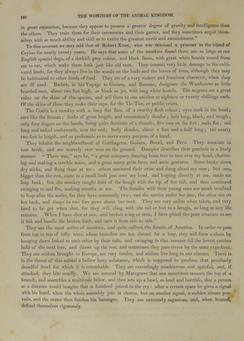 in great estimation, because they appear to possess a greater degree of gravity and intelligence than the others. They train them for their ceremonies and their games, and they sometimes acquit them- selves with so much ability and skill as to excite the greatest mirth and astonishment.” To this account we may add that of Robert Knox, who was detained a prisoner in the island of Ceylon for nearly twenty years. He says that some of the monkies found there are as large as our English spaniel dogs, of a darkish grey colour, and black faces, with great white beards round from, ear to ear, which make them look just like old men. They commit very little damage to the culti- vated lands, for they always live in the woods on the buds and the leaves of trees, although they may be habituated to other kinds of food. They are of a very violent and ferocious character, when they are ill used. Barbot, in his Voyage to Guinea, and Bosman, designate the Wanderows as little bearded men, about two feet high, as black as jet, with long white beards. The negroes set a great value on the skins of this species, and sell them to one another at eighteen or twenty shillings each. Of the skins of these they make their caps, for the Tie Ties, or public criers. The Coaita is a monkey with a long flat face, of a swarthy flesh colour ; eyes sunk in the head; ears like the human ; limbs of great length, and uncommonly slender ; hair long, black, and rough ; only four fingers on the hands, being quite destitute of a thumb ; five toes on the feet; nails flat; tail long and naked underneath, near the end ; body slender, about a foot and a half long ; tail nearly two feet in length, and so prehensile as to serve every purpose of a hand. They inhabit the neighbourhood of Carthagena, Guiana, Brazil, and Peru. They associate in vast herds, and are scarcely ever seen on the ground. Dampier describes their gambols in a lively manner. “ There was,” says he, “ a great company dancing from tree to tree over my head, chatter- ing and making a terrible noise, and a great many grim faces and antic gestures. Some broke down dry sticks, and flung them at me ; others scattered their urine and dung about my ears ; but one, bigger than the rest, came to a small limb just over my head, and leaping directly at me, made me leap back ; but the monkey caught hold of the bough with the tip of her tail, and thus continued swinging to and fro, making mouths at me. The females with their young ones are much troubled to leap after the males, for they have commonly two; one she carries under her arm, the other sits on her back, and clasps its two fore paws about her neck. They are very sullen when taken, anti very hard to be got when shot, for they will cling with the tail or feet to a bough, as long as any life remains. When I have shot at one, and broken a leg or arm, I have pitied the poor creature to see it lick and handle the broken limb, and turn it from side to side.” They are the most active of monkics, and quite enliven the forests of America. In order to pass from top to top of lofty trees, whose branches are too distant for a leap, they will form a chain by hanging down linked to each other by their tails, and swinging in that manner till the lowest catches hold of the next tree, and draws up the rest, and sometimes they pass rivers by the same expedient. They are seldom brought to Eurojje, are very tender, and seldom live long in our climate. There is in the throat of this animal a hollow bony substance, which is supposed to produce that peculiarly dreadful howl for which it is remarkable. They are exceedingly mischievous and spiteful, and, if attacked, they bite cruelly. We are assured by Maregrave that one sometimes mounts the top of a branch, and assembles a multitude below, and then sets up a howl, so loud and horrible, that a person at a distance would imagine that a hundred joined in the cry: after a certain space he gives a signal with his hand, when the whole assembly join in chorus, but on another signal, a sudden silence pre-_ ' vails, and the orator then finishes his harangue. They are extremely sagacious, and, when hunted, defend themselves vigorously.