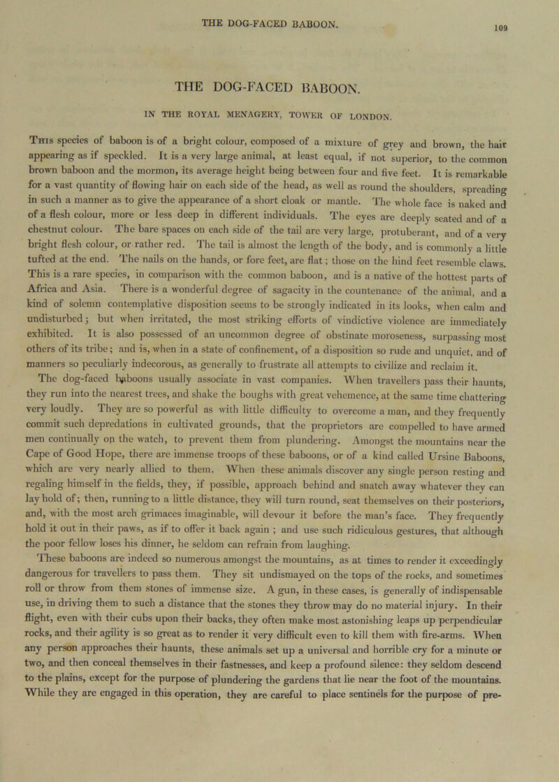 THE DOG-FACED BABOON. 109 THE DOG-FACED BABOON. IN THE ROYAL MENAGERY, TOWER OF LONDON. This species of baboon is of a bright colour, composed of a mixture of grey and brown, the hair appearing as if speckled. It is a very large animal, at least equal, if not superior, to the common brown baboon and the mormon, its average height being between four and five feet. It is remarkable for a vast quantity of flowing hair on each side of the head, as well as round the shoulders, .spreading in such a manner as to give the appearance of a sliort cloak or mantle. The whole face is naked and of a flesh colour, more or less deep in different individuals. The eyes are deeply seated and of a chestnut colour. The bare spaces on each side of the tail are very large, protuberant, and of a very bright flesh colour, or rather red. The tail is almost the length of the body, and is commonly a little tufted at the end. The nails on the hands, or fore feet, are flat; those on the hind feet resemble claws. This is a rare species, in comparison with the common baboon, and is a native of the hottest parts of Africa and Asia. There is a wonderful degree of sagacity in the countenance of the animal, and a kind of solemn contemplative disposition seems to be strongly indicated in its looks, when calm and undisturbed} but when irritated, the most striking efforts of vindictive violence arc immediately exhibited. It is also possessed of an uncommon degree of obstinate moroseness, surpassing most others of its tribe; and is, when in a state of confinement, of a disposition so rude and unquiet, and of manners so peculiarly indecorous, as generally to frustrate all attempts to civilize and reclaim it. The dog-faced bjiboons usually associate in vast companies. When travellers pass their haunts, they run into the nearest trees, and shake the boughs with great vehemence, at the same time chattering very loudly. They are so powerful as with little difficulty to overcome a man, and they frequently commit such depredations in cultivated grounds, that the proprietors are compelled to have armed men continually on the watch, to prevent them from plundering. Amongst the mountains near the Cape of Good Hope, there are immense troops of these baboons, or of a kind called Ursine Baboons, which are very nearly allied to them. When these animals discover any single person resting and regaling himself in the fields, they, if possible, approach behind and snatch away whatever they can lay hold of; then, running to a little distance, they will turn round, seat themselves on their posteriors, and, with the most arch grimaces imaginable, will devour it before the man’s face. They frequently hold it out in their paws, as if to offer it back again ; and use such ridiculous gestures, that although the poor fellow loses his dinner, he seldom can refrain from laughing. These baboons are indeed so numerous amongst the mountains, as at times to render it exceedingly dangerous for travellers to pass them. They sit undismayed on the tops of the rocks, and sometimes roll or throw from them stones of immense size. A gun, in these cases, is generally of indispensable use, in driving them to such a distance that the stones they throw may do no material injury. In their flight, even with their cubs upon their backs, they often make most astonishing leaps up pei'iiendicular rocks, and their agility is so great as to render it very difficult even to kill them with fire-arms. When any person approaches their haunts, these animals set up a universal and horrible cry for a minute or two, and then conceal themselves in their fastnesses, and keep a profound silence: they seldom descend to the plains, except for the purpose of plundering the gardens that lie near the foot of the mountains. While they are engaged in this operation, they are careful to place sentinels for the purpose of pre-