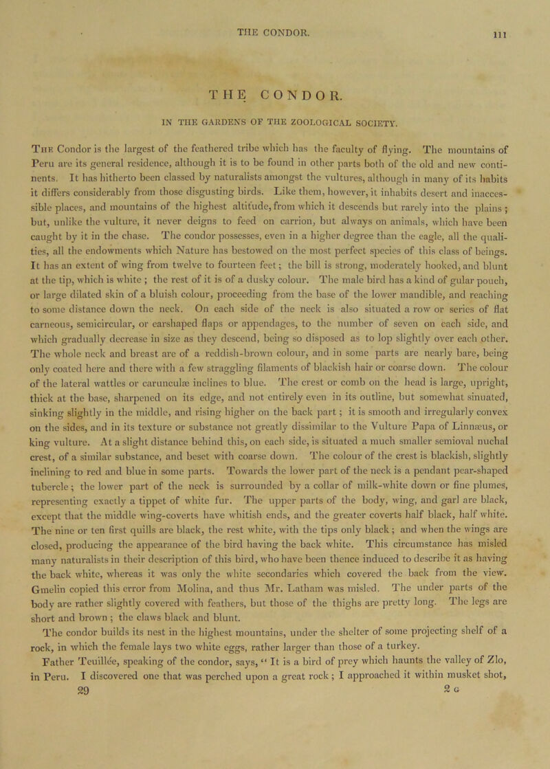 THE CONDOR. THE CONDOR. IN THE GARDENS OF THE ZOOLOGICAL SOCIETY. Tuf. Condor is tlie largest of the feathered tribe which lias the faculty of flying. The mountains of Peru are its general residence, although it is to be found in other parts both of the old and new conti- nents. It has hitherto been classed by naturalists amongst the vultures, although in many of its habits it differs considerably from those disgusting birds. Like them, however, it inhabits desert and inacces- sible places, and mountains of the highest altitude, from which it descends but rarely into the plains ; but, unlike the vulture, it never deigns to feed on carrion, but always on animals, which have been caught by it in the chase. The condor possesses, even in a higher degree than the eagle, all the quali- ties, all the endowments which Nature has bestowed on the most perfect species of this class of beings. It has an extent of wing from twelve to fourteen feet; the bill is strong, moderately hooked, and blunt at the tip, which is white ; the rest of it is of a dusky colour. The male bird has a kind of gular pouch, or large dilated skin of a bluish colour, proceeding from the base of the lower mandible, and reaching to some distance down the neck. On each side of the neck is also situated a row or series of flat carneous, semicircular, or earshaped flaps or appendages, to the number of seven on each side, and which gradually decrease in size as they descend, being so disposed as to lop slightly over each other. The whole neck and breast arc of a reddish-brown colour, and in some parts are nearly bare, being only coated here and there with a few straggling filaments of blackish hair or coarse down. The colour of the lateral wattles or caruncula! inclines to blue. The crest or comb on the head is large, upright, thick at the base, sharpened on its edge, and not entirely even in its outline, but somewhat sinuated, sinkino' slightly in the middle, and rising higher on the back part; it is smooth and irregularly convex on the sides, and in its texture or substance not greatly dissimilar to the Vulture Papa of Linnaeus, or king vulture. At a slight distance behind this, on each side, is situated a much smaller semioval nuchal crest, of a similar substance, and beset with coarse down. The colour of the crest is blackish, slightly inclining to red and blue in some parts. Towards the lower part of the neck is a pendant pear-shaped tubercle; the lower part of the neck is surrounded by a collar of milk-white down or fine plumes, representing exactly a tippet of white fur. The upper parts of the body, wing, and garl are black, except that the middle wing-coverts have whitish ends, and the greater coverts half black, half white. The nine or ten first quills are black, the rest white, with the tips only black; and when the wings are closed, producing the appearance of the bird having the back white. This circumstance has misled many naturalists in their description of this bird, who have been thence induced to describe it as having the back white, whereas it was only the white secondaries which covered the back from the view. Gmelin copied this error from Molina, and thus Mr. Latham was misled. The under parts of the body are rather slightly covered with feathers, but those of the thighs are pretty long. The legs are short and brown ; the claws black and blunt. The condor builds its nest in the highest mountains, under the shelter of some projecting shelf of a rock, in which the female lays two white eggs, rather larger than those of a turkey. Father Teuillee, speaking of the condor, sa}'s, “ It is a bird of prey which haunts the valley of Zlo, in Peru. I discovered one that was perched upon a great rock; I approached it within musket shot, 29 2 G