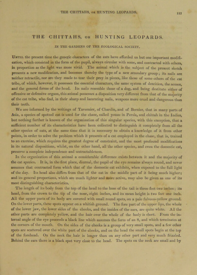 THE CHITTAHS, oa HUNTING LEOPARDS. THE CHITTAHS, or HUNTING LEOPARDS. IN THE GARDENS OF THE ZOOLOGICAL SOCIETY, Until the present time the generic characters of the cats have afforded us but one important modifi- cation, whicli consisted in tlie form of the pupil, always circular with some, and contracted with others, in proportion as the light was more vivid. The animal which is the subject of the present sketch presents a new modification, and becomes thereby the type of a new secondary group ; its nails are neither retractile, nor are they made to tear their prey in pieces, like those of some others of the cat tribe, of which, however, it possesses the essential characters, the same system of dentition, the senses, and the general forms of the head. Its nails resemble those of a dog, and being destitute either of offensive or defensive organs, this animal possesses a disposition very different from that of the majority of the cat tribe, who find, in their sharp and lacerating nails, weapons more cruel and dangerous than their teeth. We are informed by the writings of Tavernier, of Chardin, and of Bernier, that in many parts of Asia, a species of spotted cat is used for the chase, called youze in Persia, and chittah in the Indies, but nothing further is known of the organization of this singular species, with this exception, that a suflficient number of its characteristics have been collected to distinguish it completely from all the other species of cats, at the same time that it is necessary to obtain a knowledge of it from other points, in order to solve the problem which it presents of a cat employed in the chase, that is, trained to an exercise, which requires the greatest degree of constraint, and the most profound modifications in its natural dispositions, whilst, on the other hand, all the other species, and even the domestic cat, preserve a complete independence and untractableness. In the organization of this animal a considerable difference exists between it and the majority of the cat species. It is, in the first place, diurnal, the pupil of the eye remains always round, and never assumes that contracted form which that of the domestic cat exhibits, when exposed to the full light of the day. Its head also differs from that of the cat in the middle part of it being much higher; and its general proportions, which are much fighter and more active, may also be given as one of its most distinguishing characteristics. The length of its body from the top of the head to the base of the tail is three feet two inches ; its head, from the crown to the tip of the nose, eight inches, and its mean height is two feet one inch. All the upper parts of its body are covered with small round spots, on a pale fulvous-yellow ground. On the lower parts, these spots appear on a whitish ground. The fore part of the upper lips, the whole of the lower jaw, the lower sides of the cheeks, and the insides of the ears, are quite white. All the other parts are completely yellow, and the hair over the whole of the body is short. From the in- ternal angle of the eye proceeds a black fine which assumes the form of an S, and which terminates at the corners of the mouth. On the sides of the cheeks is a group of very small spots, and a few other spots are scattered over the white part of the cheeks, and on the head the small spots begin at the top of the forehead. On the neck the hair is longer than on any other part and very much frizzled. Behind the ears there is a black spot very close to the head. The spots on the neck are small and by